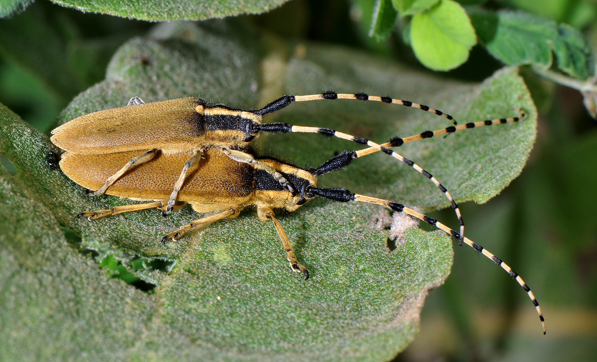 Agapanthia kirbyi kirbyi