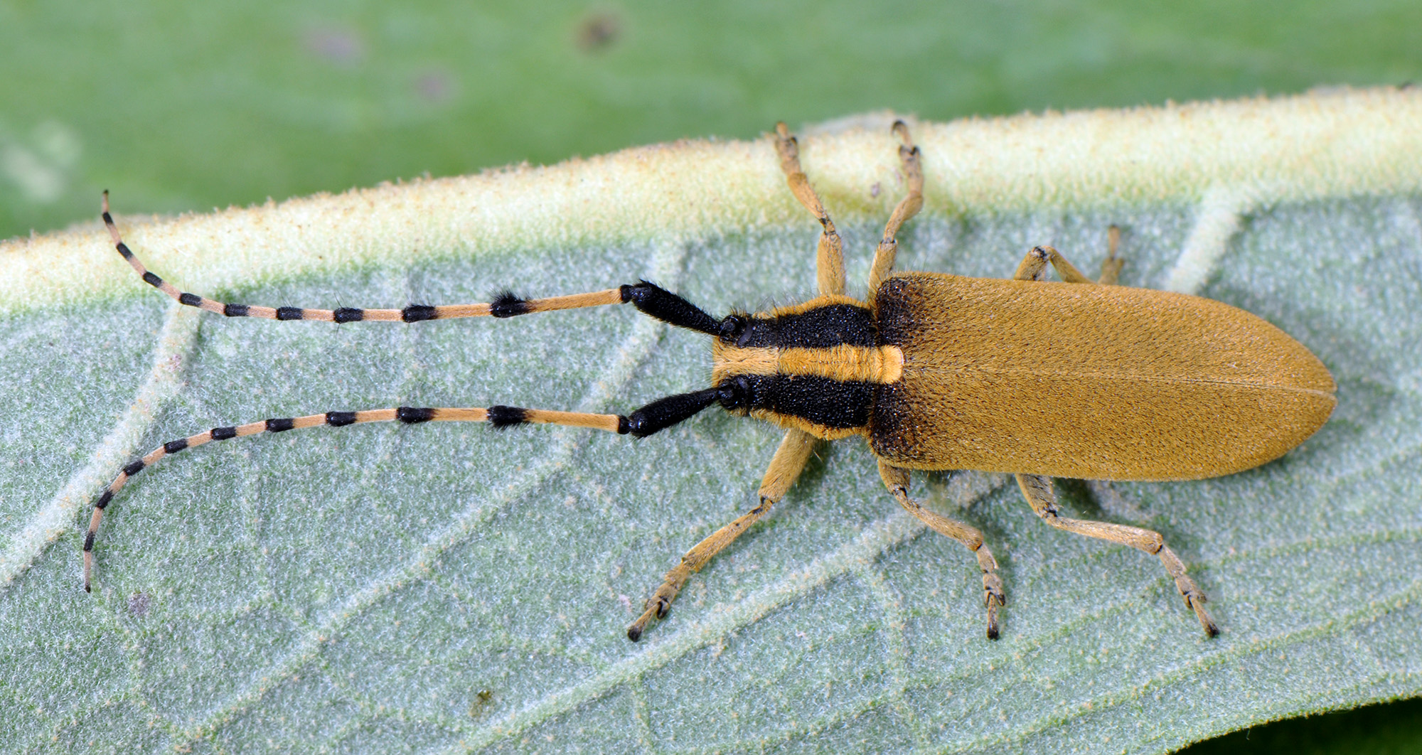 Agapanthia kirbyi kirbyi