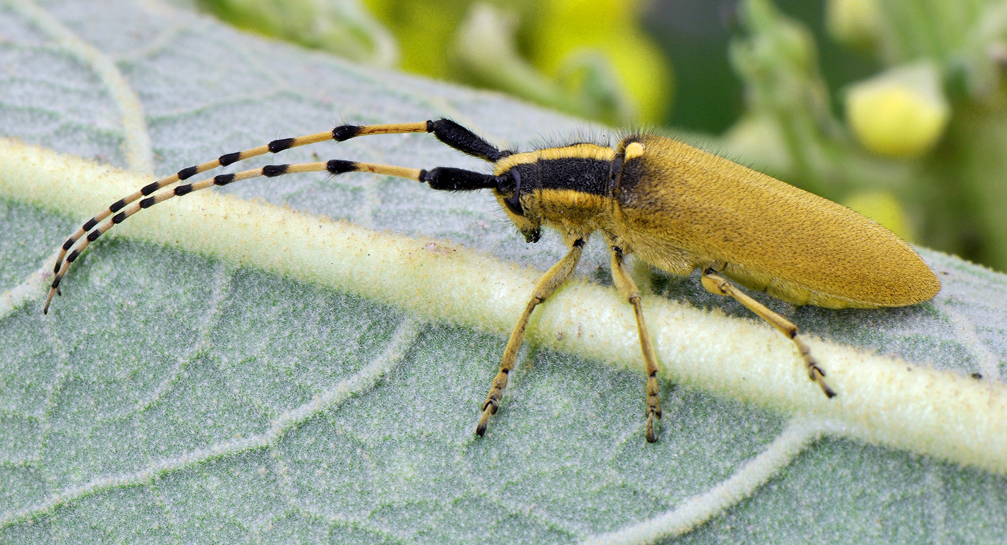 Agapanthia kirbyi kirbyi