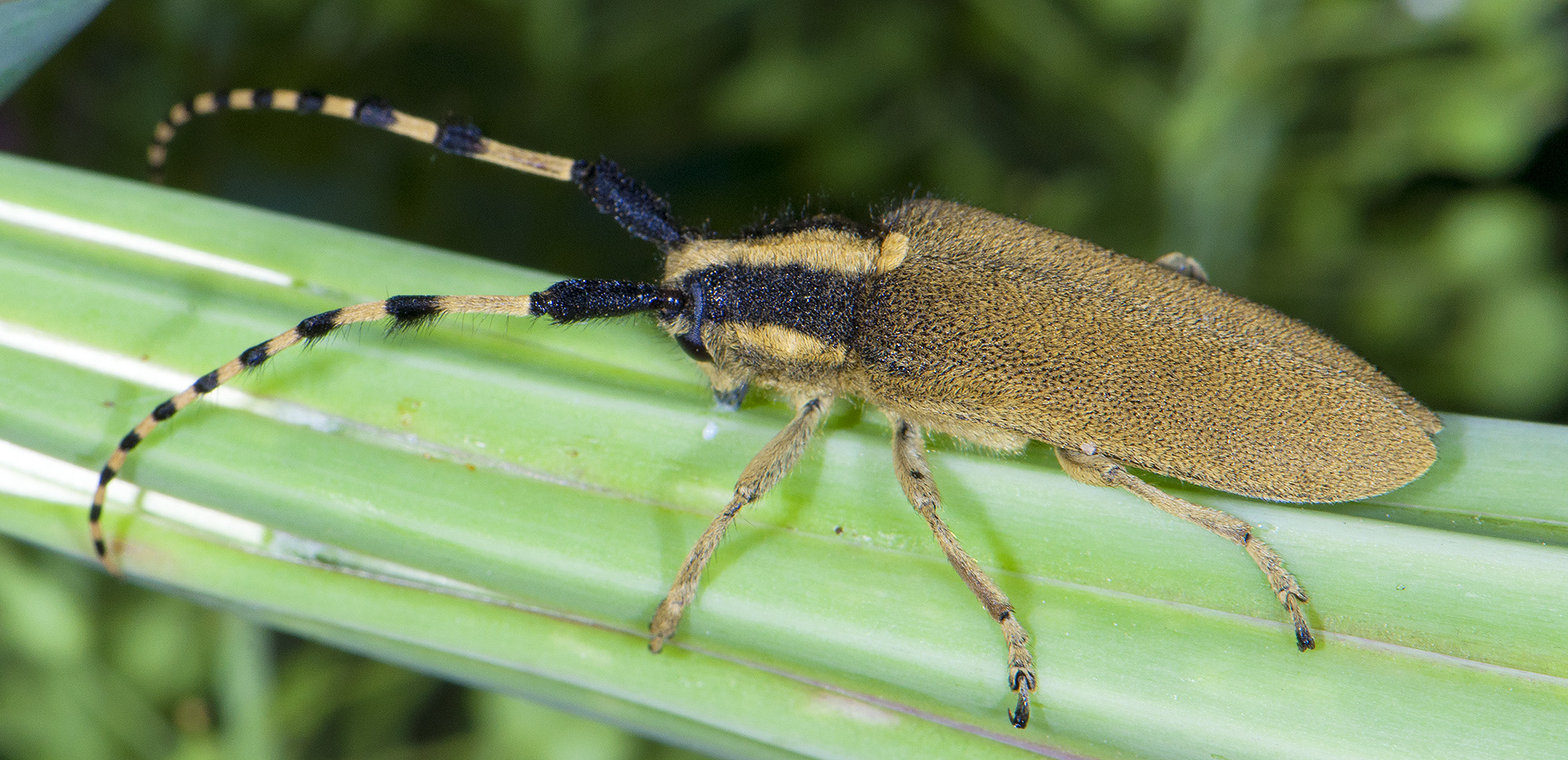 Agapanthia kirbyi kirbyi