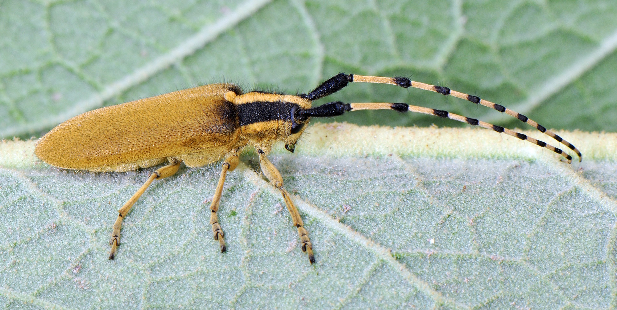 Agapanthia kirbyi kirbyi