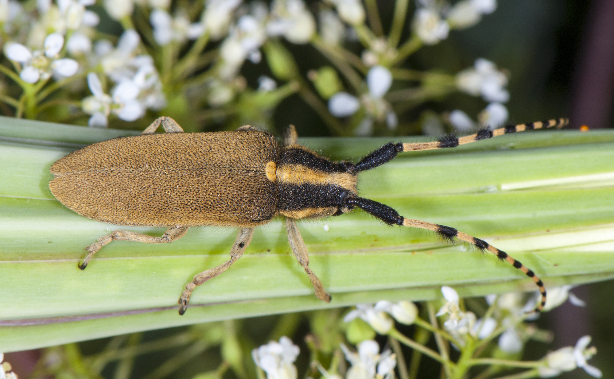 Agapanthia kirbyi kirbyi