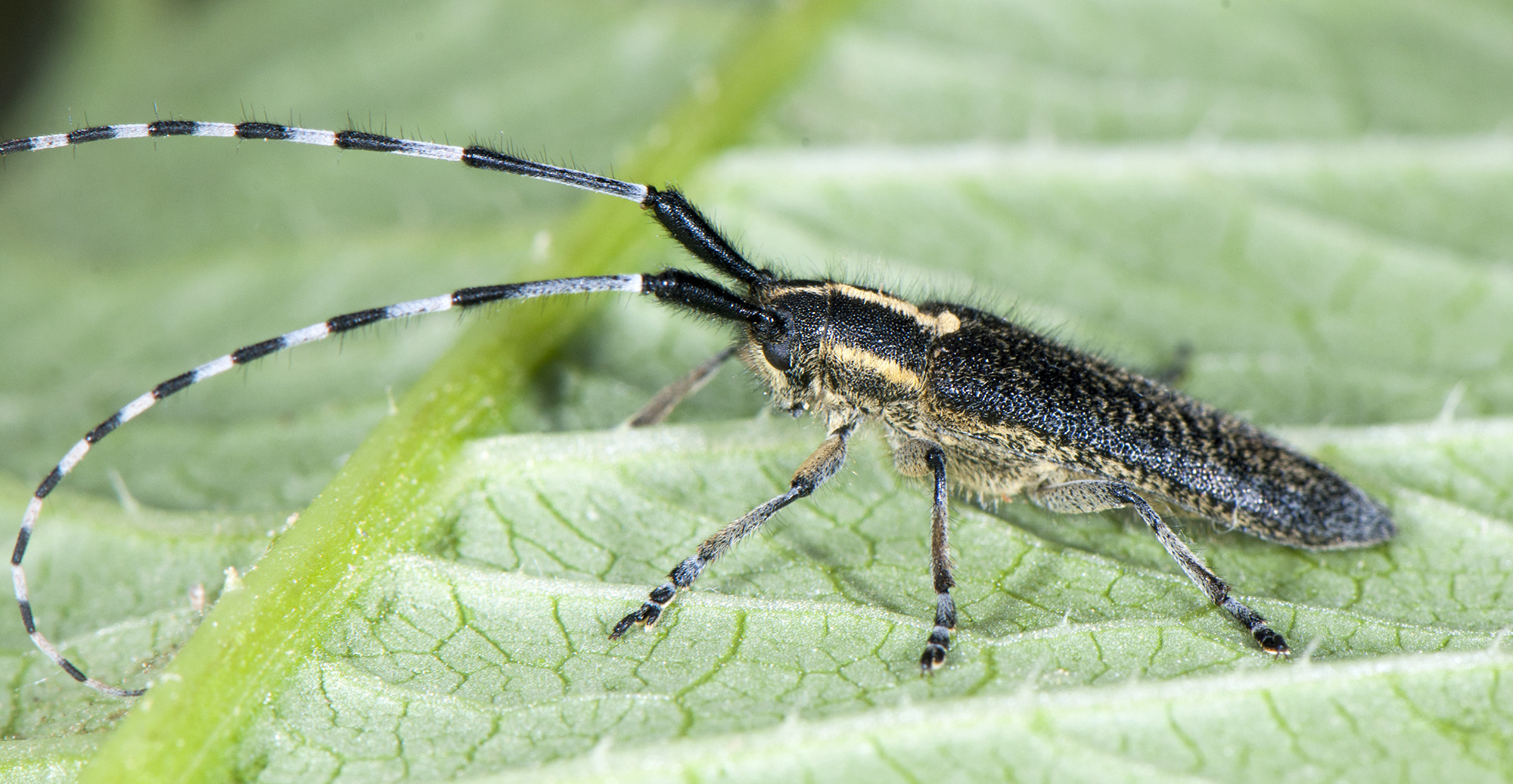 Agapanthia lederi lederi