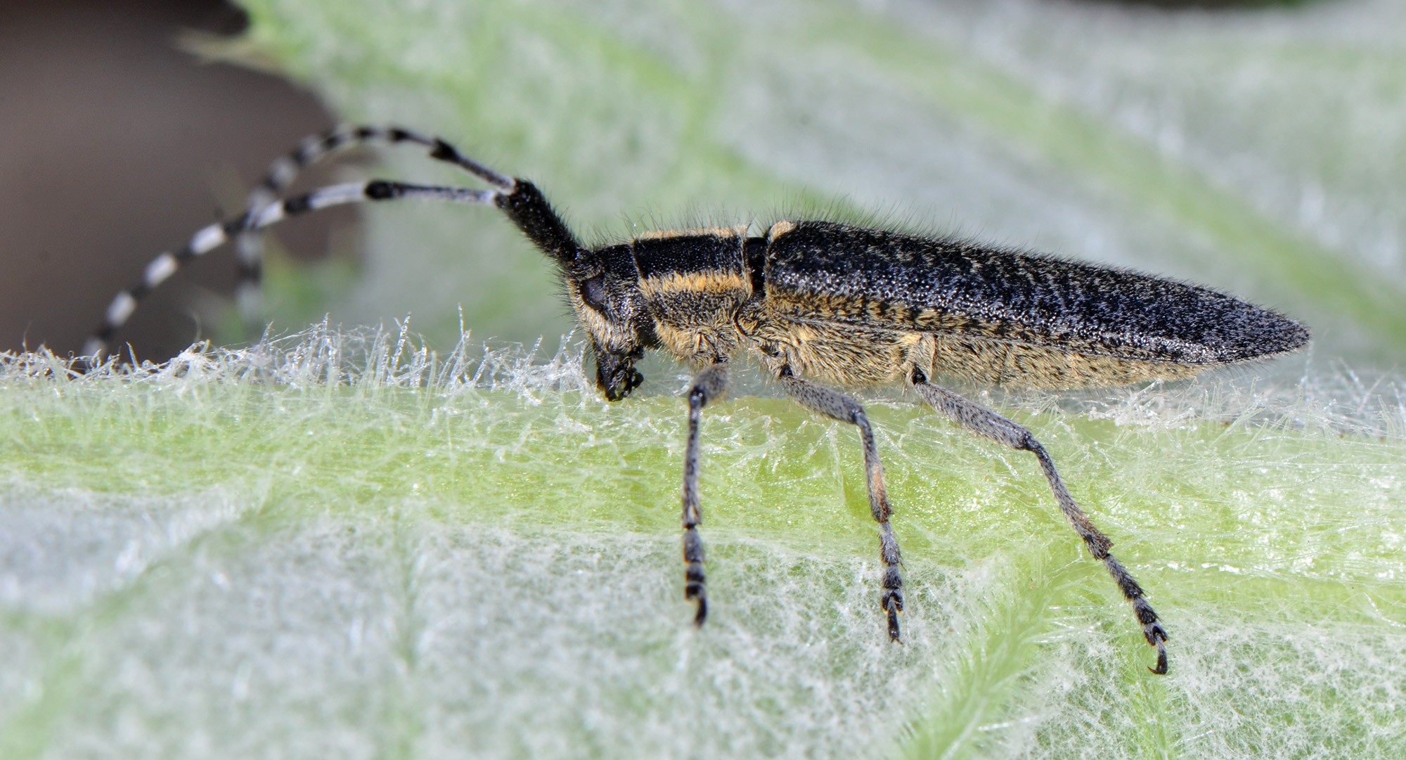 Agapanthia lederi lederi