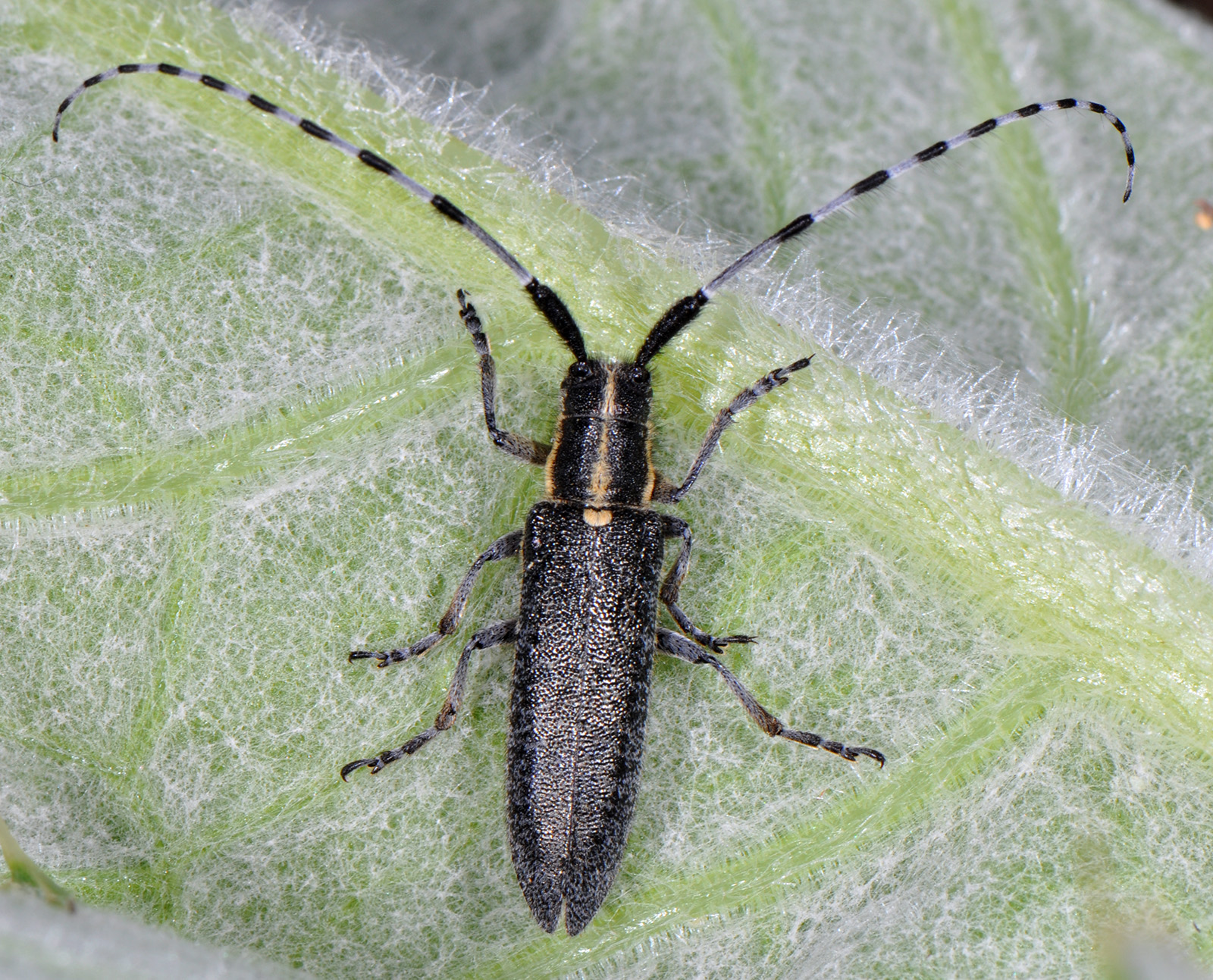 Agapanthia lederi lederi