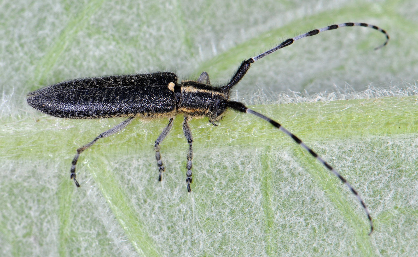 Agapanthia lederi lederi