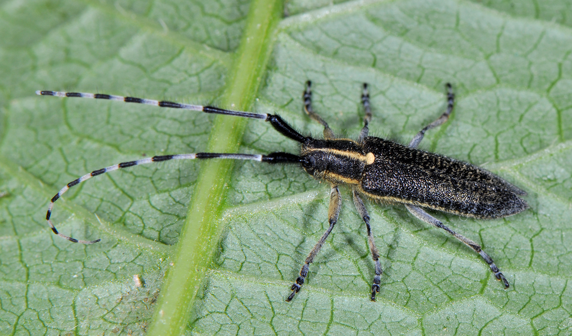 Agapanthia lederi lederi