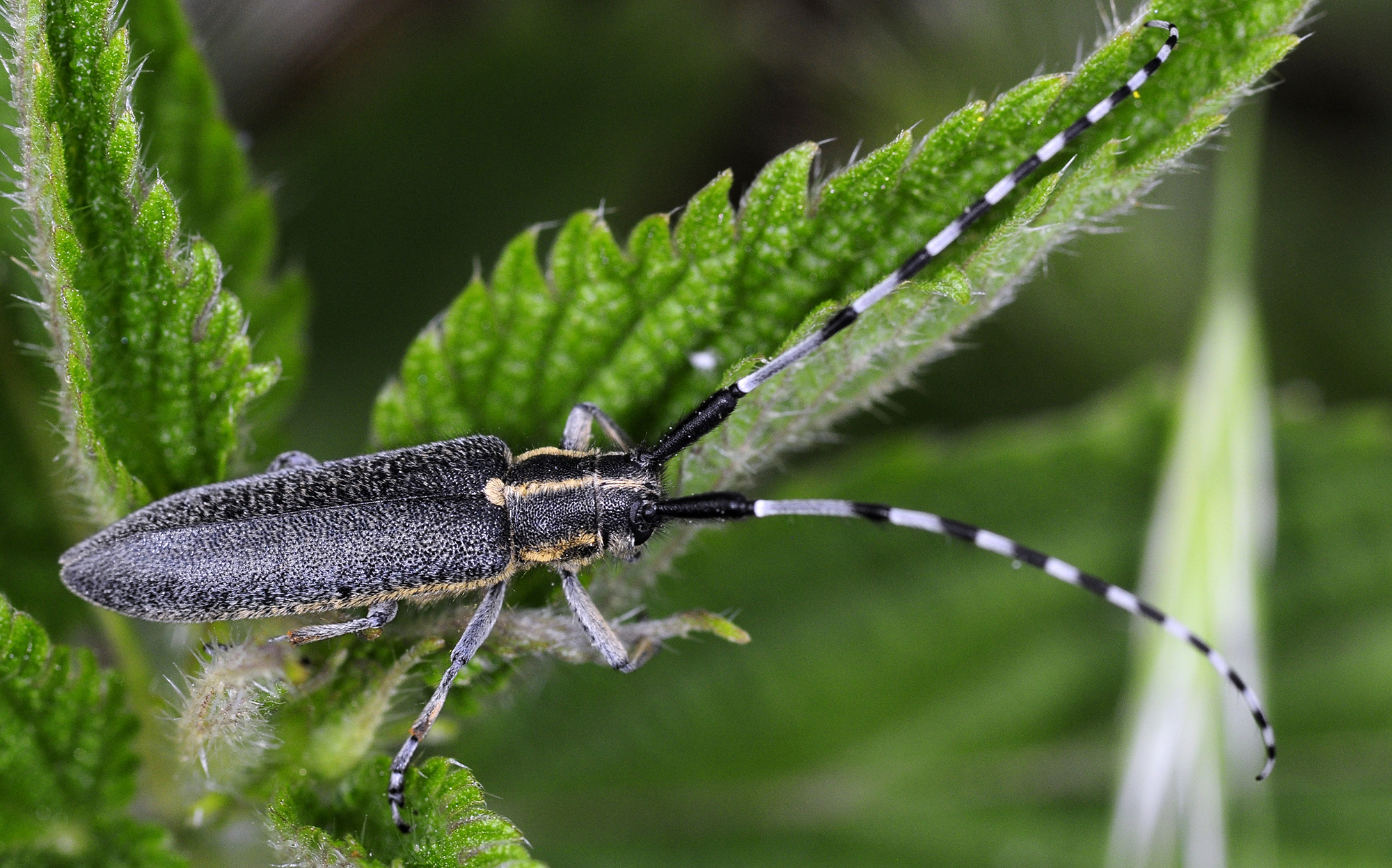 Agapanthia lederi hodeki