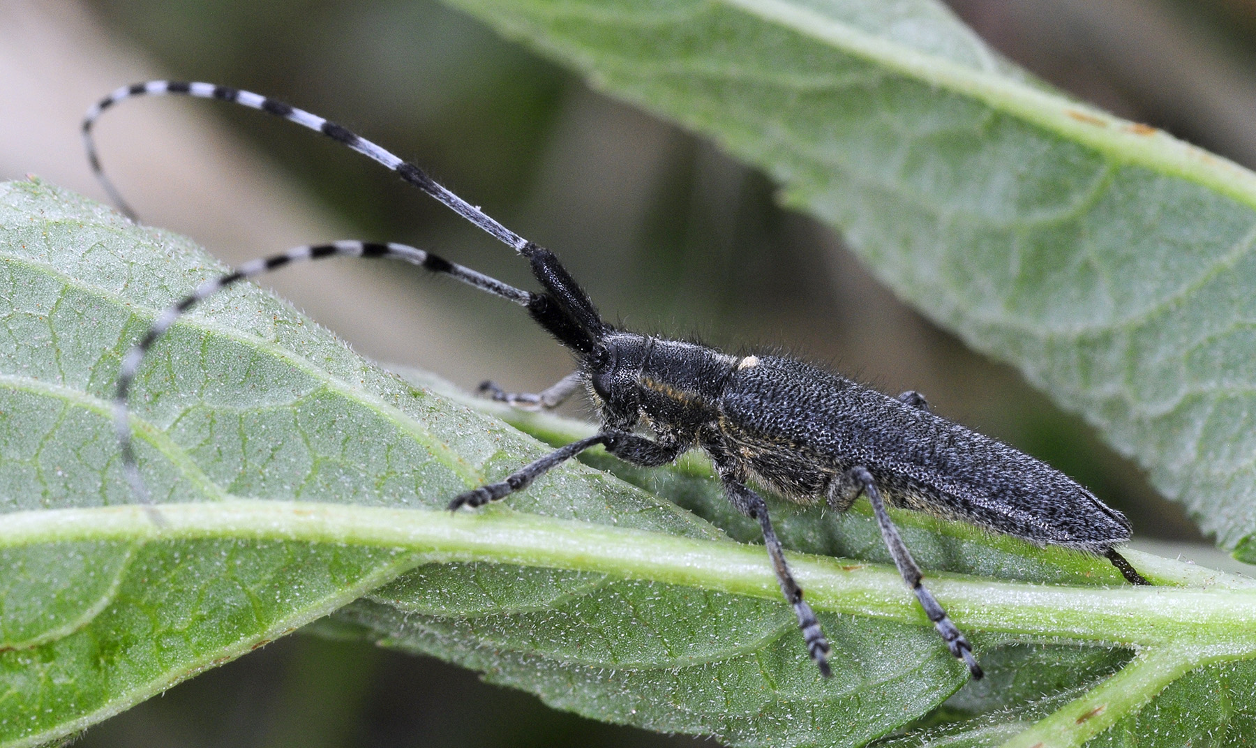 Agapanthia lederi hodeki