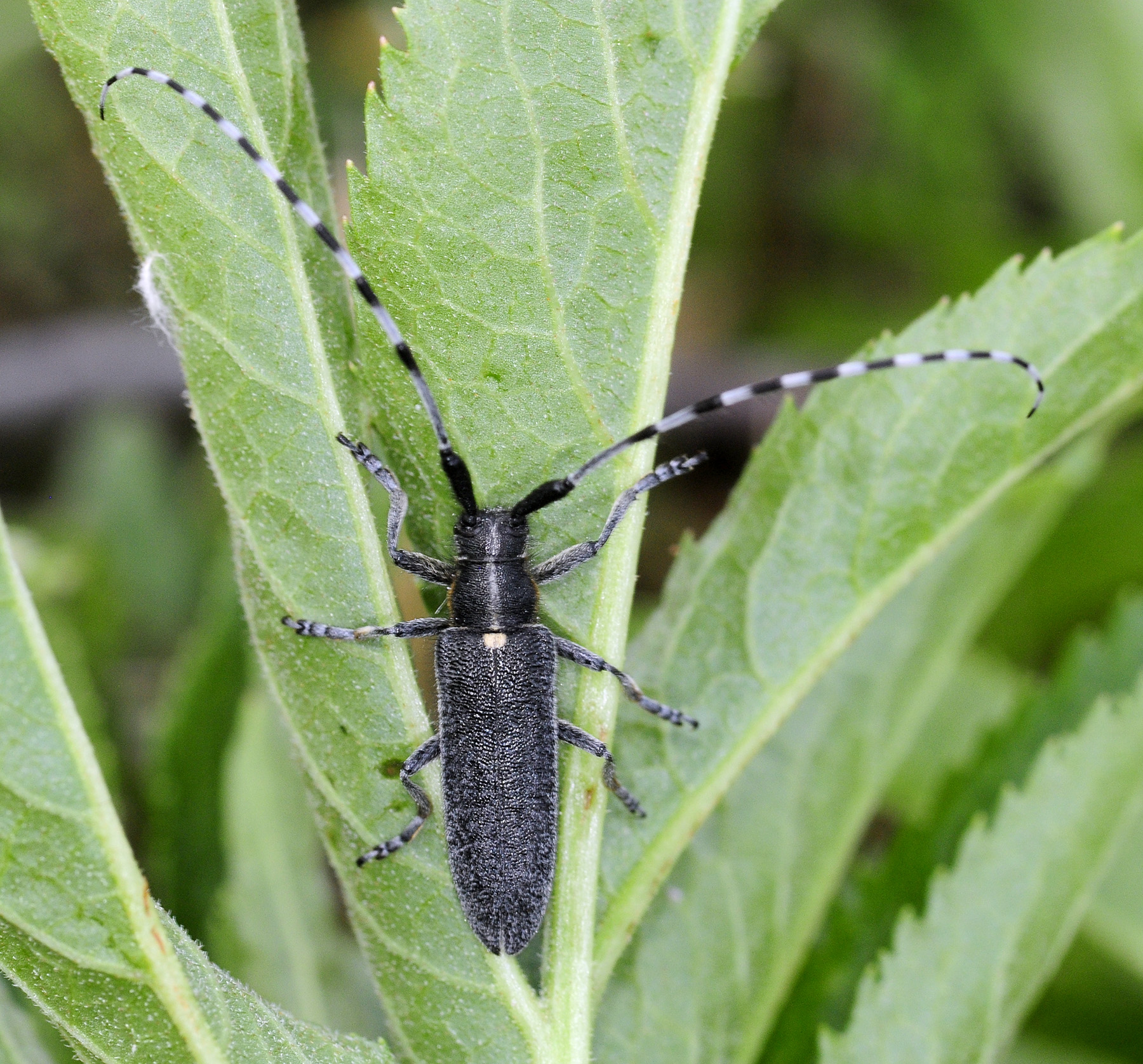 Agapanthia lederi hodeki