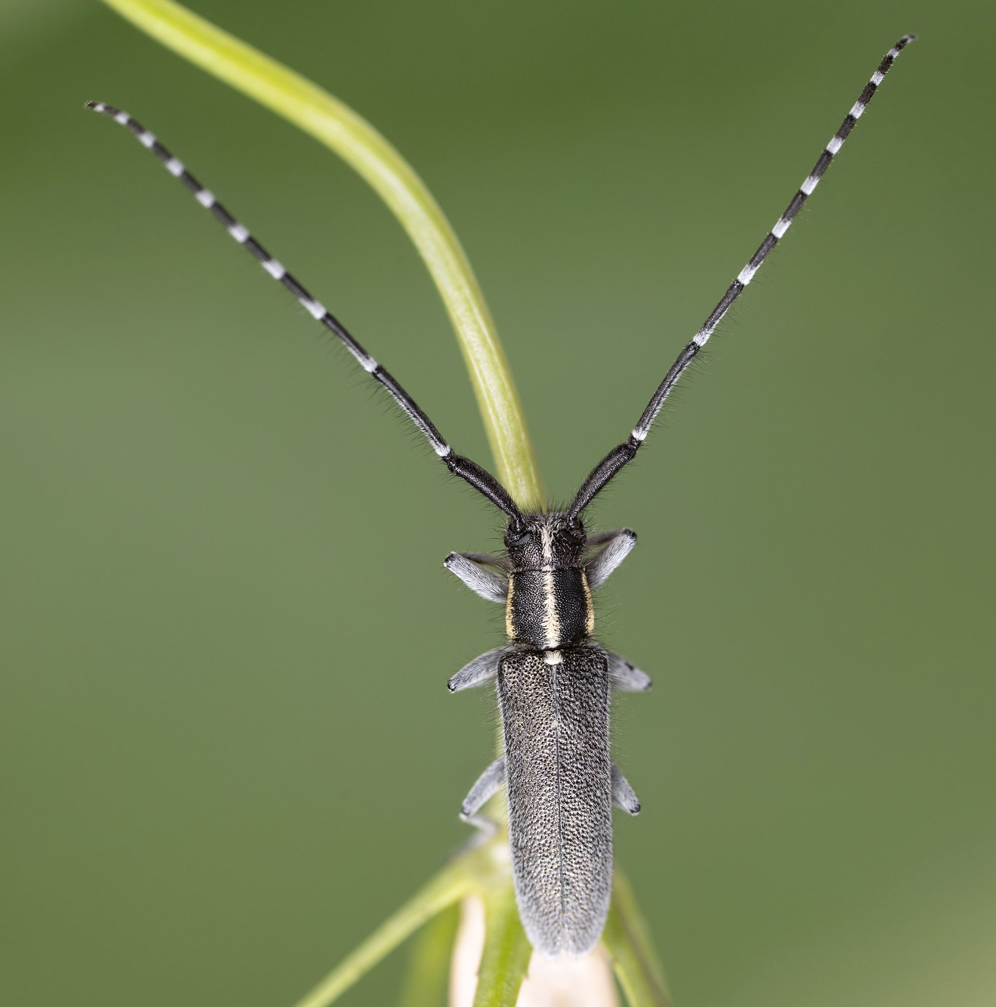 Agapanthia maculicornis maculicornis