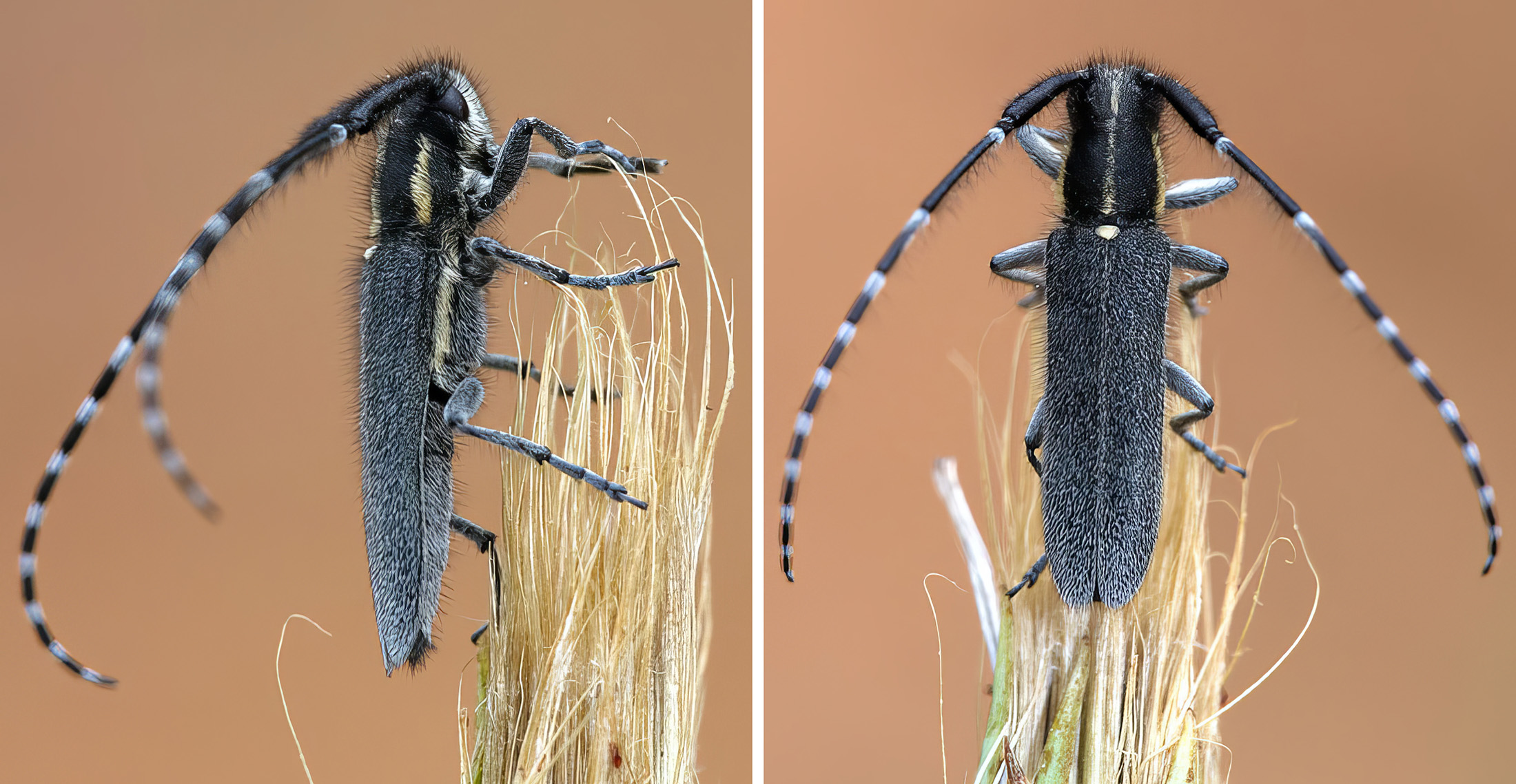 Agapanthia maculicornis maculicornis