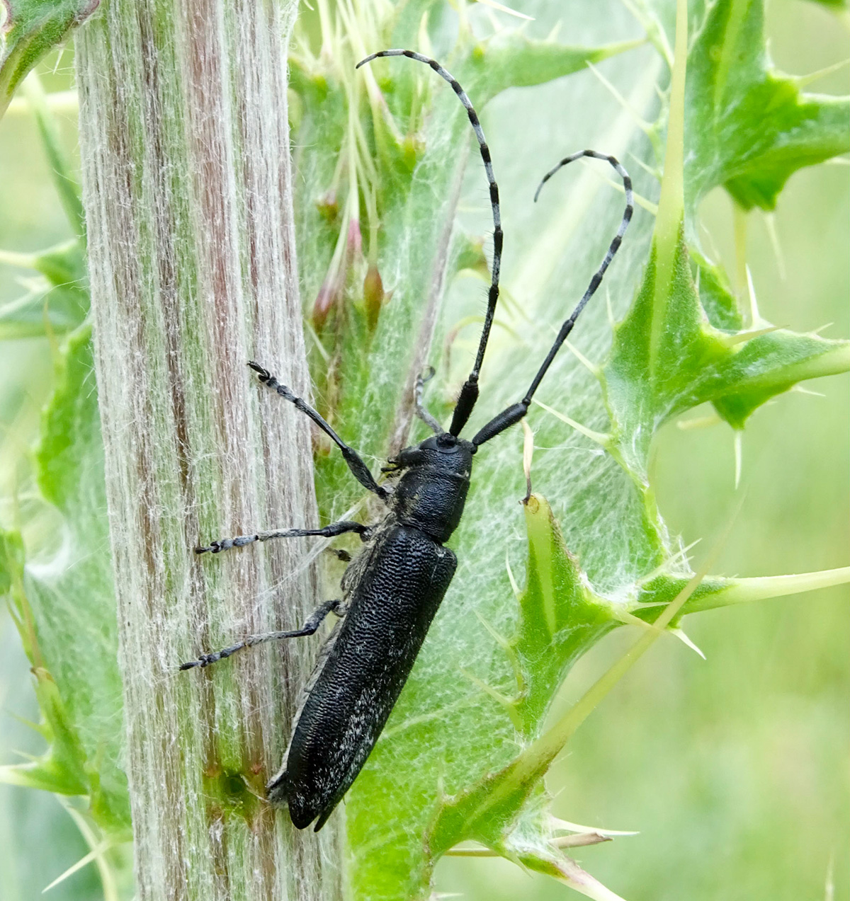 Agapanthia markusi