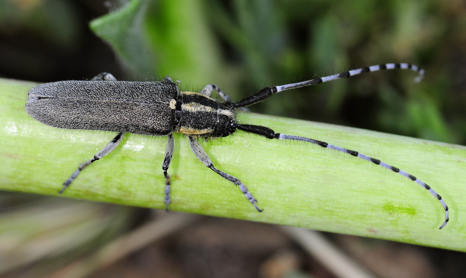 Agapanthia martinae