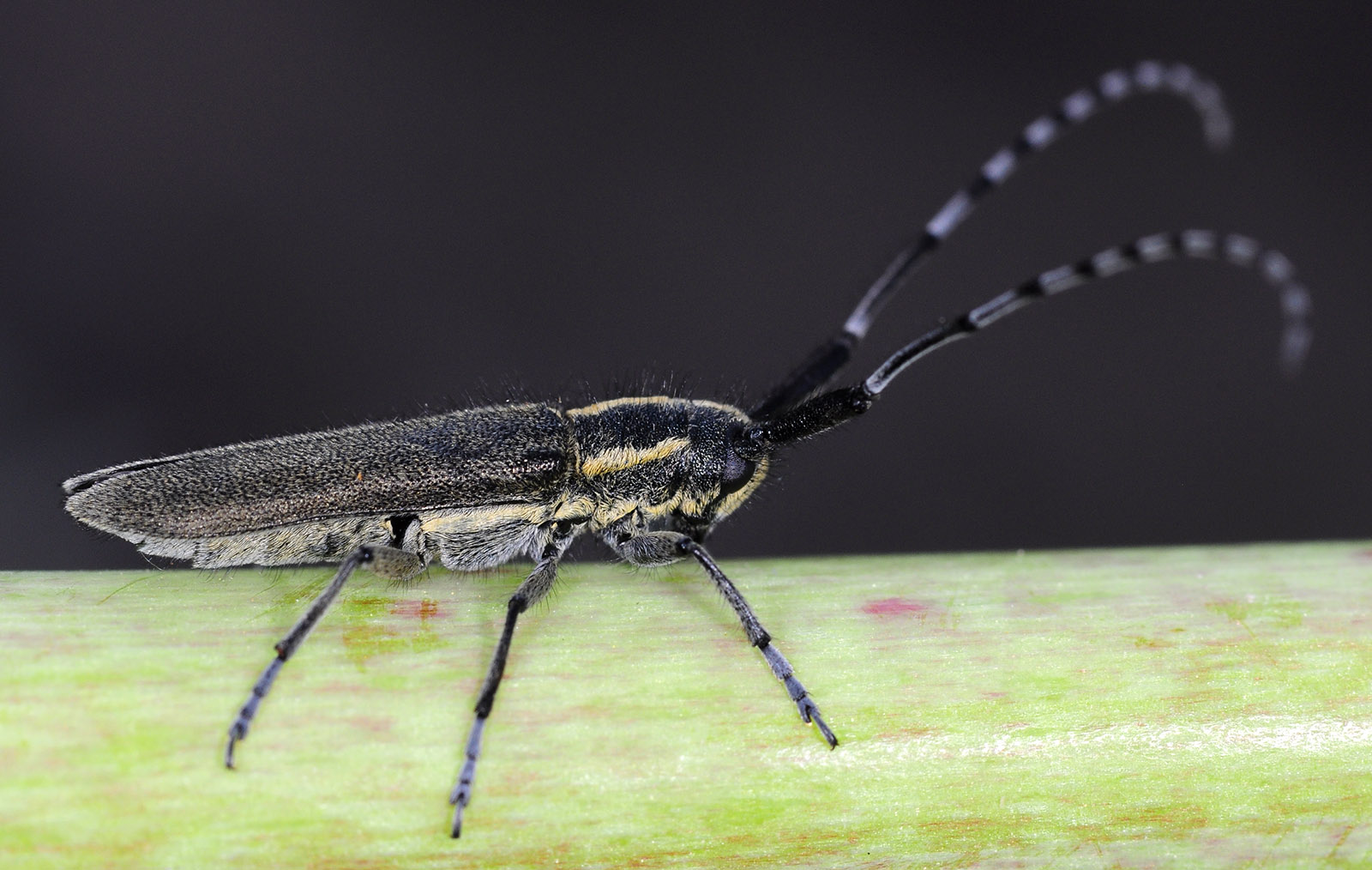 Agapanthia martinae