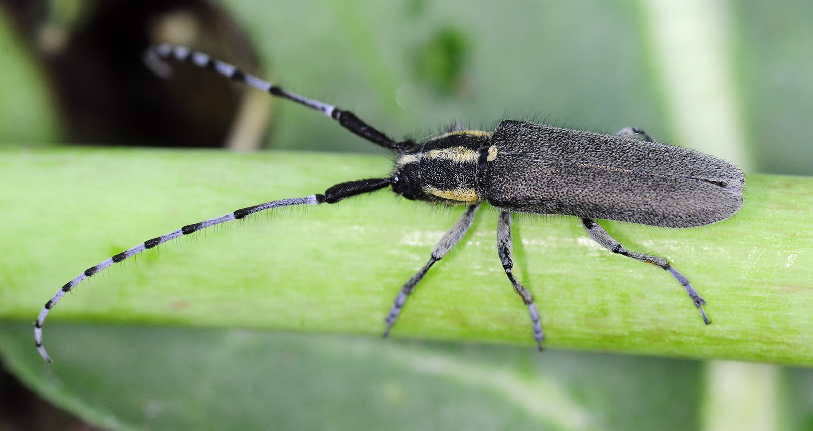 Agapanthia martinae