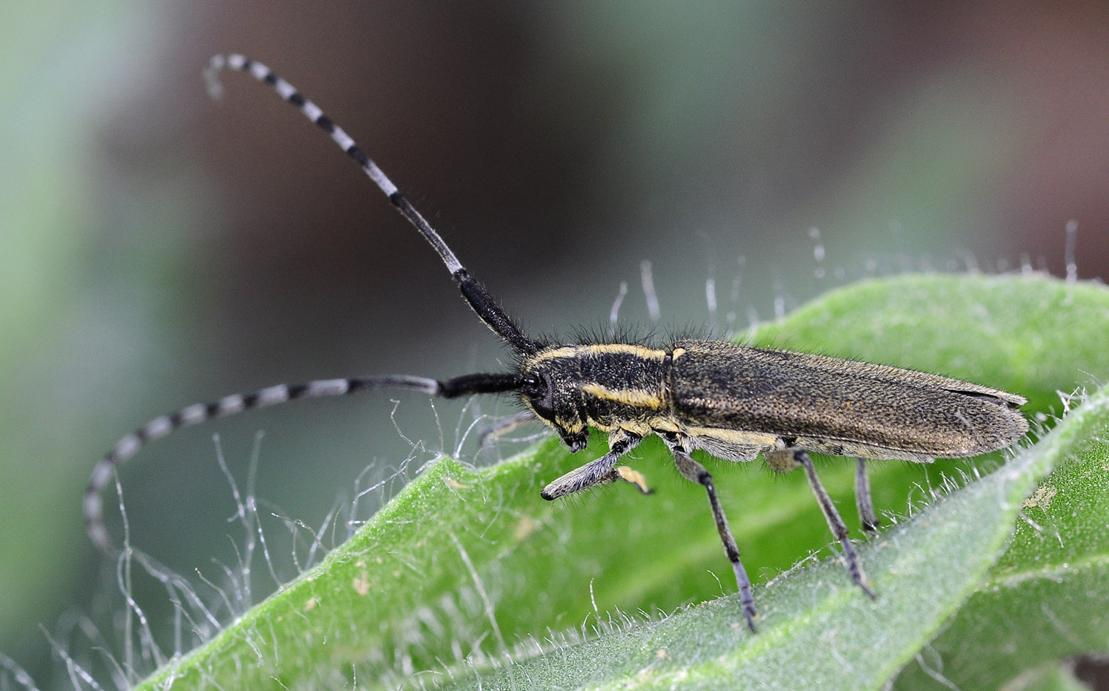 Agapanthia martinae