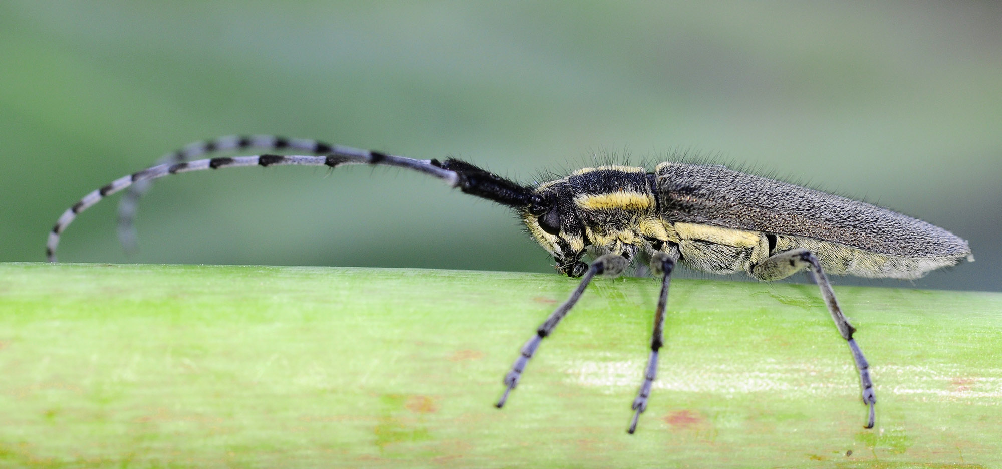 Agapanthia martinae