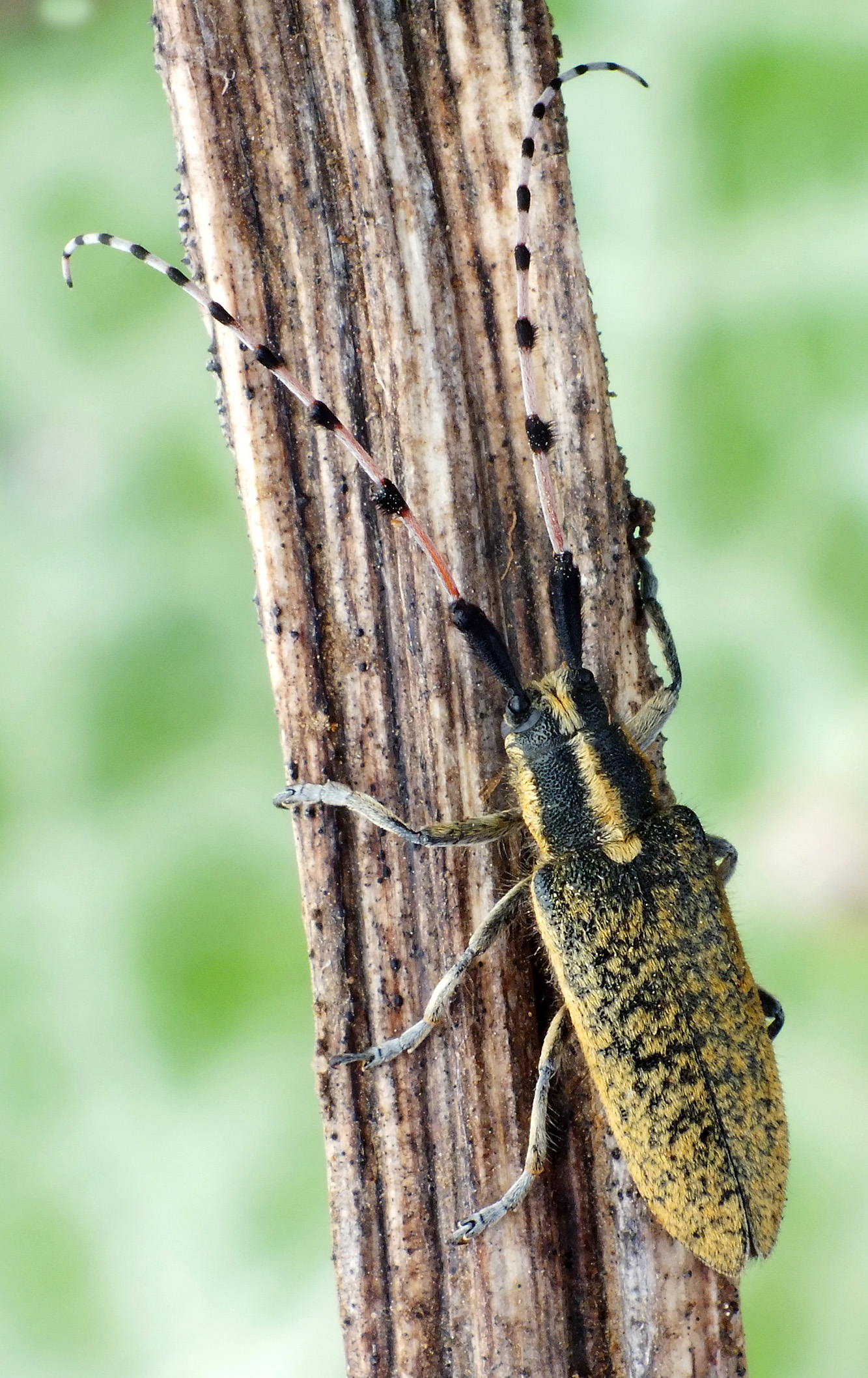 Agapanthia mutinensium