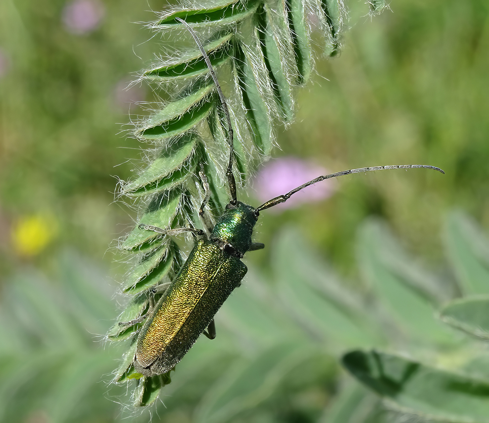 Agapanthia naciyae