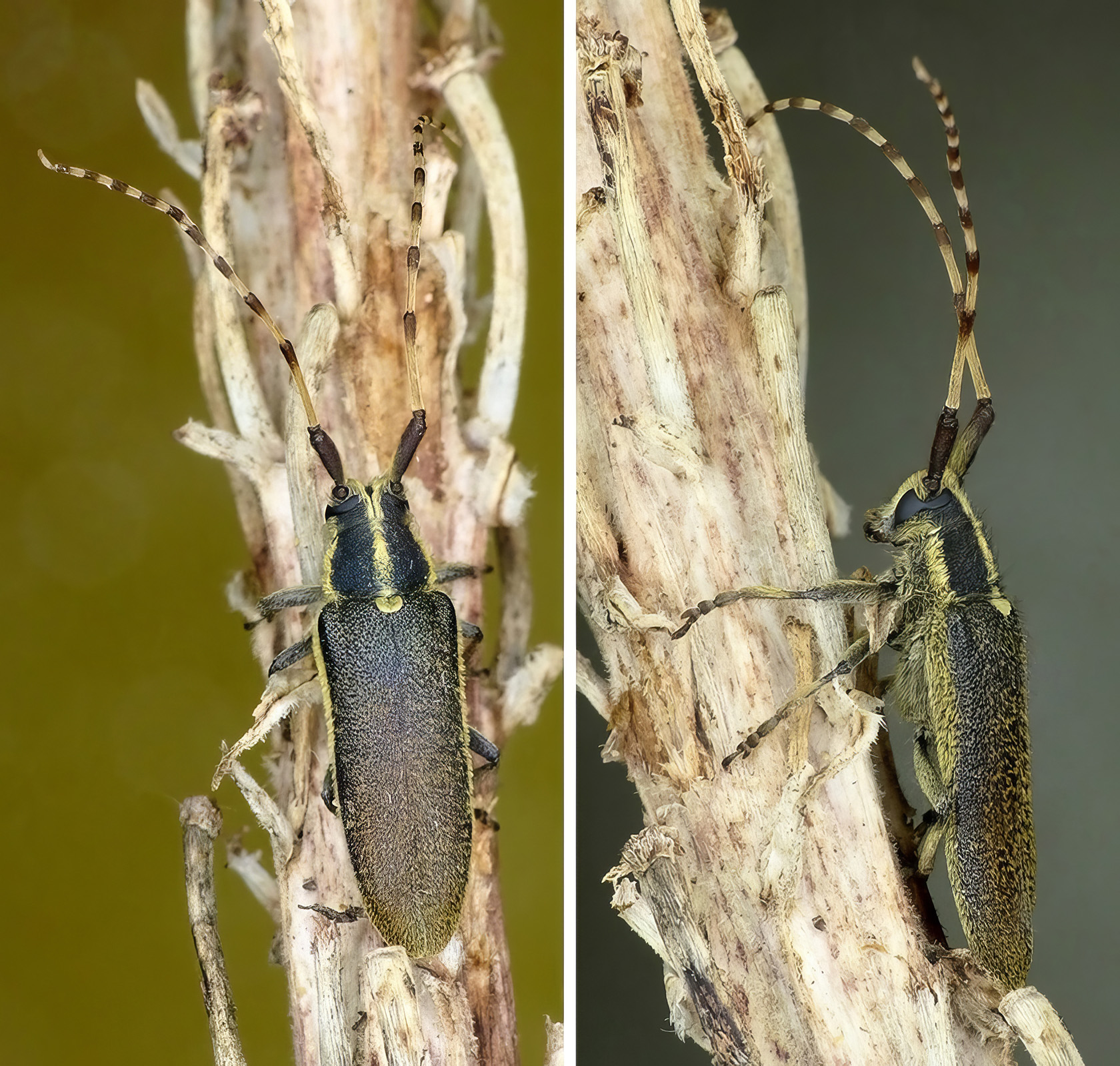 Agapanthia obydovi