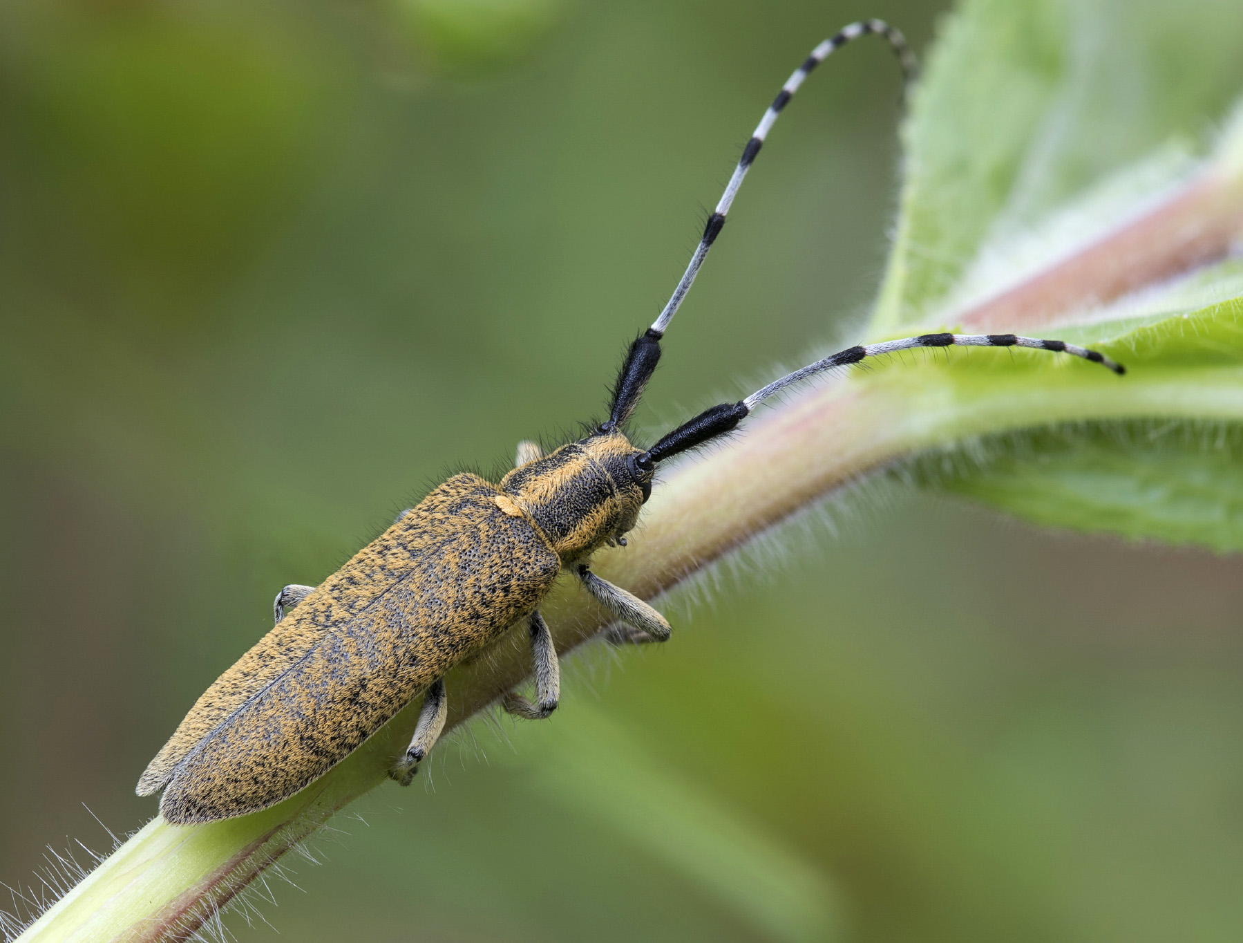 Agapanthia villosoviridescens