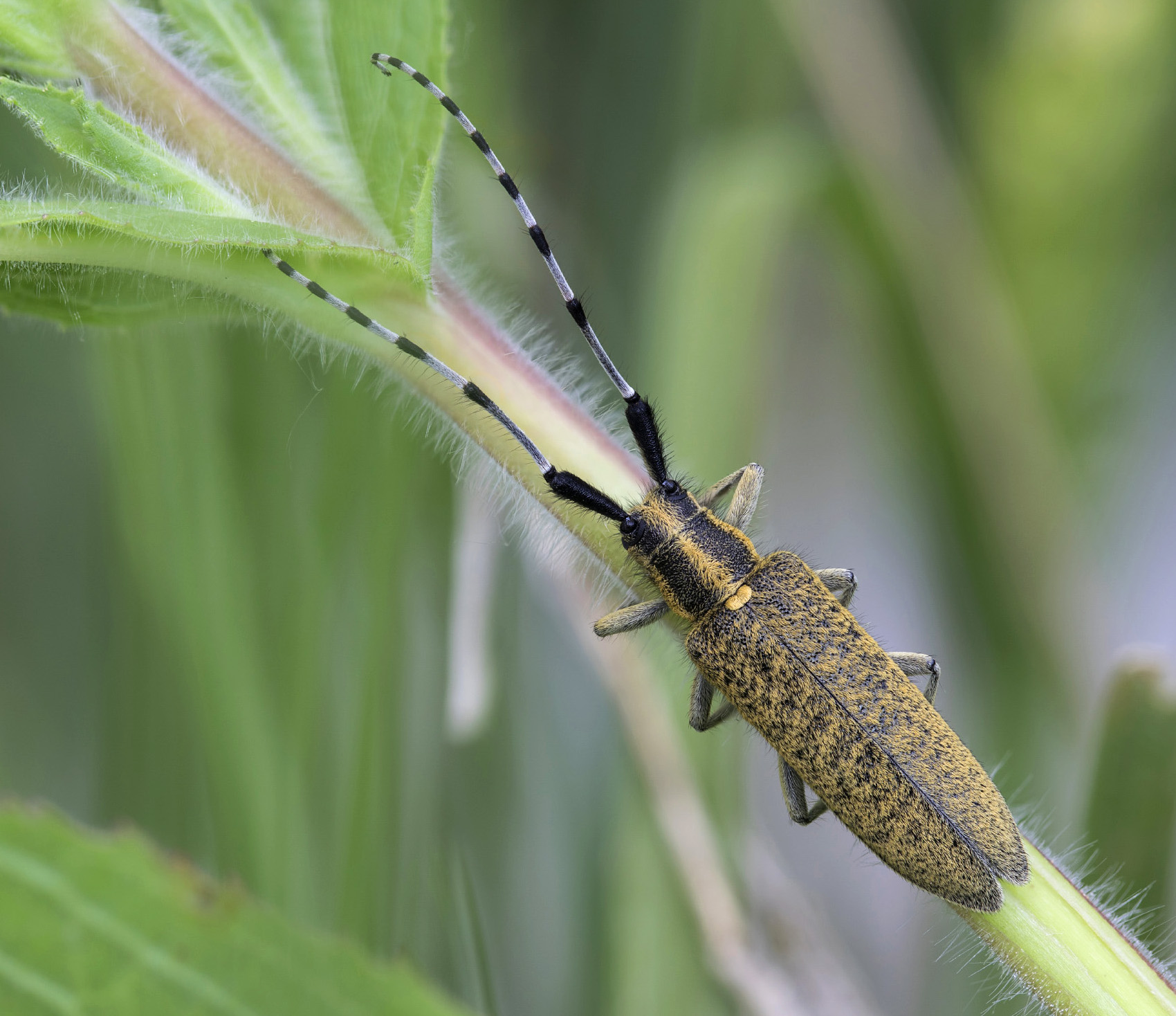 Agapanthia villosoviridescens