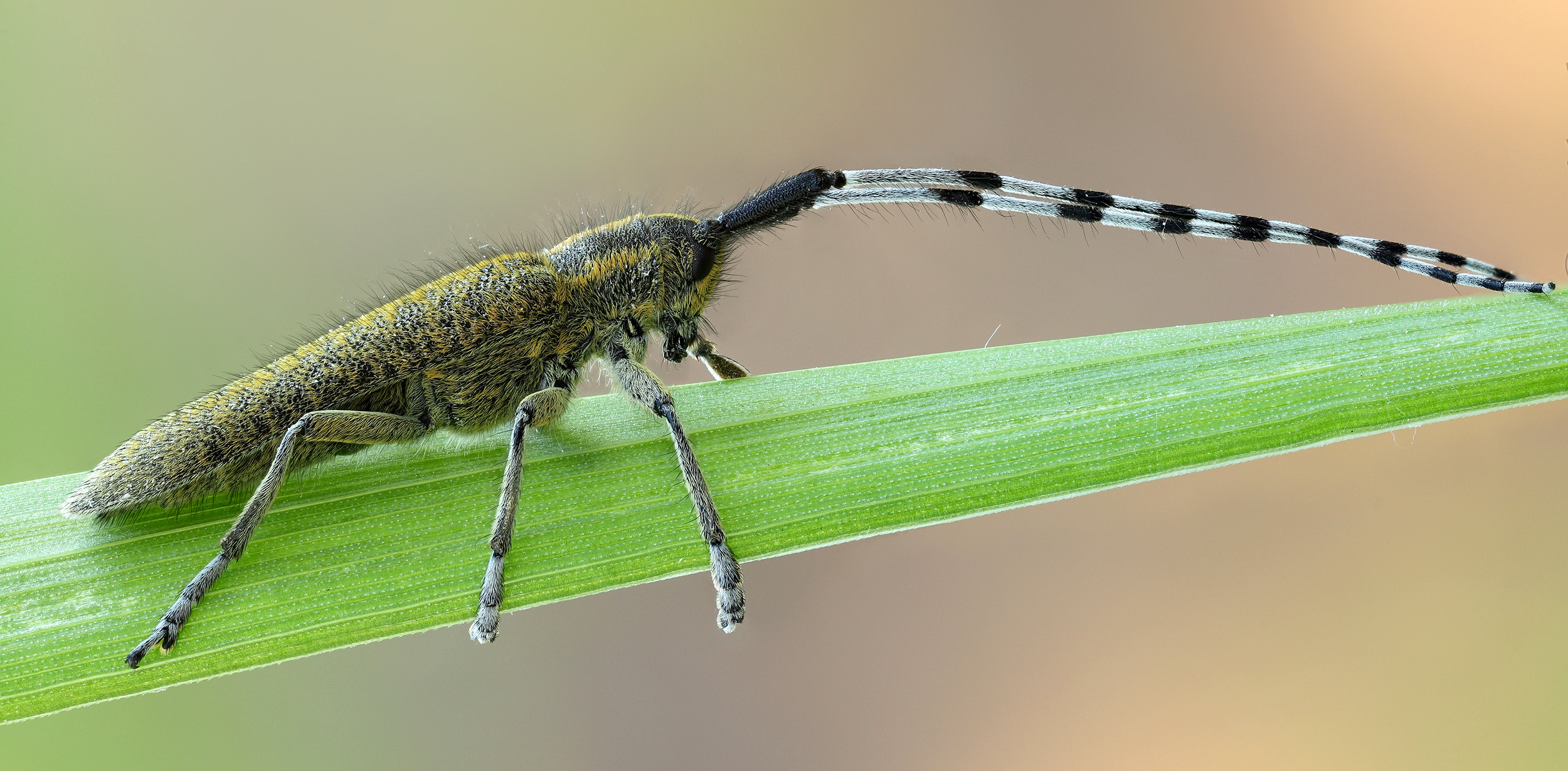 Agapanthia villosoviridescens