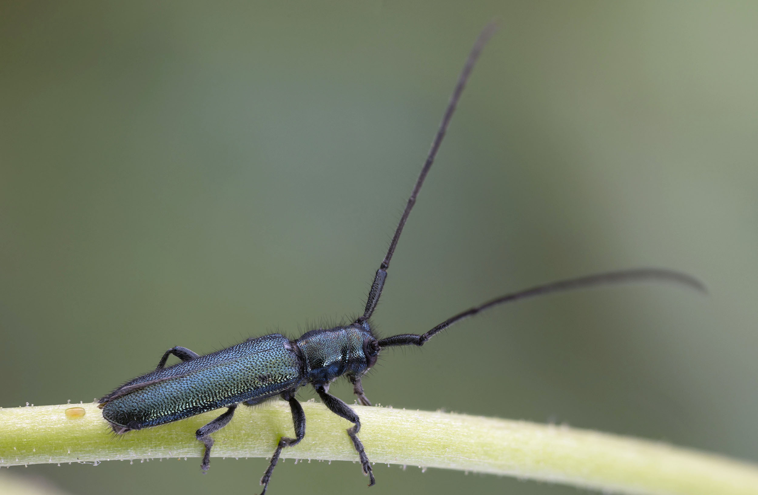 Agapanthia violacea