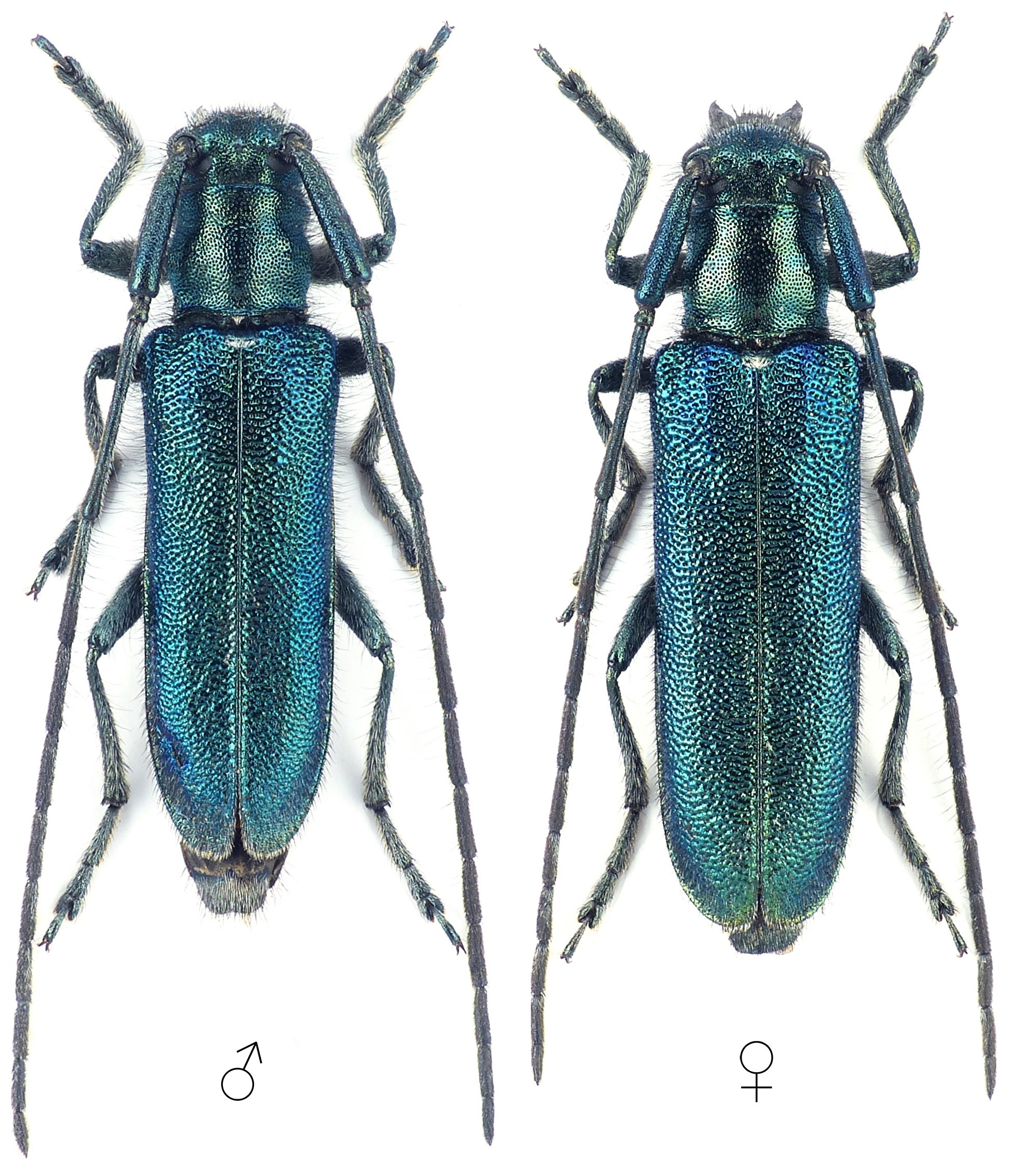 Agapanthia violacea