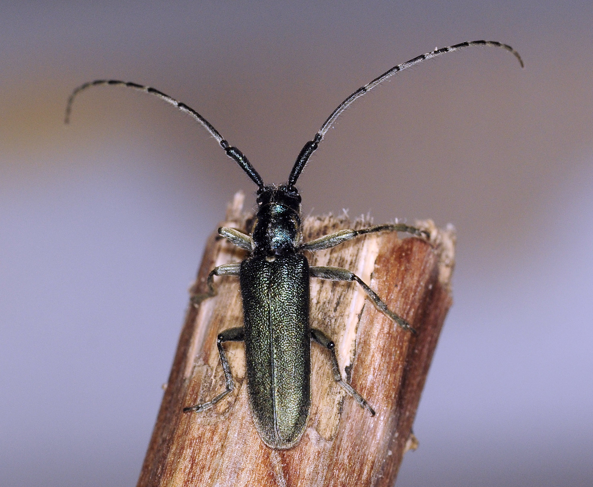 Agapanthia viti