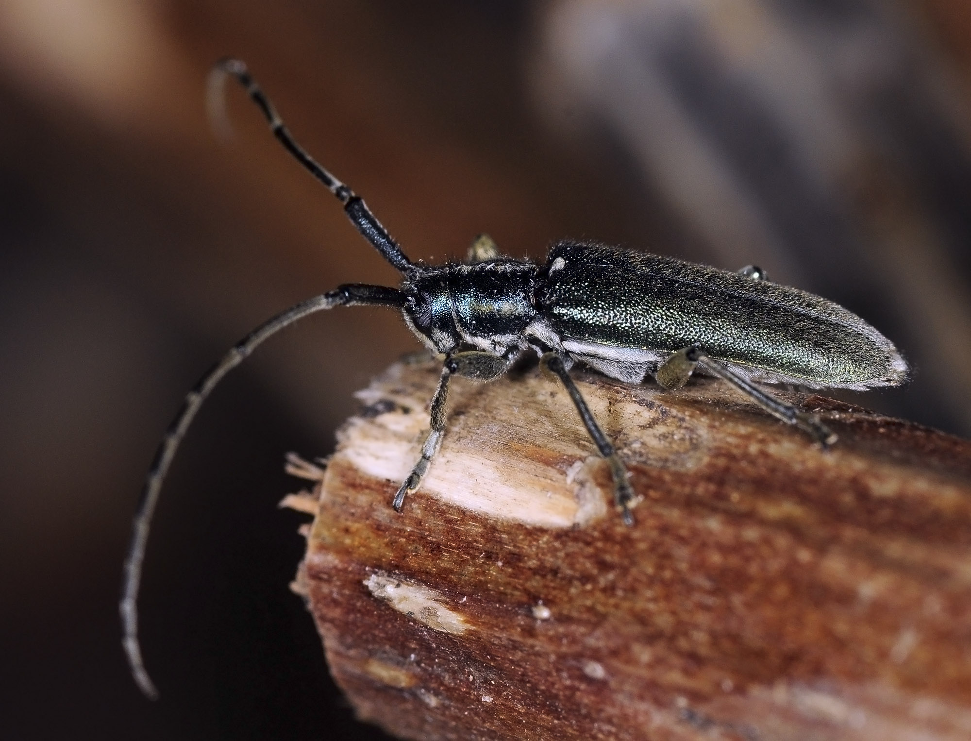 Agapanthia viti