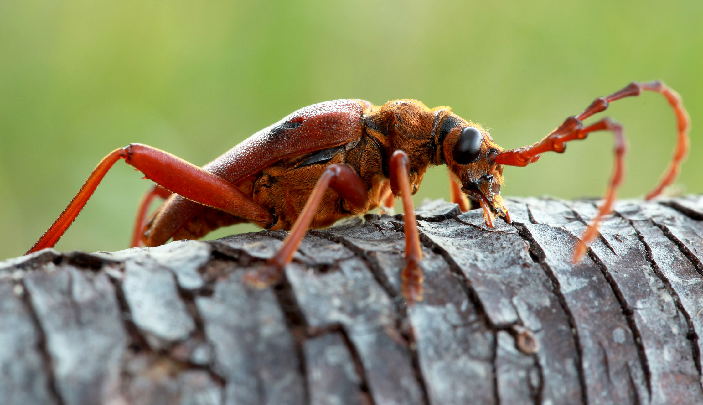 Akimerus schaefferi