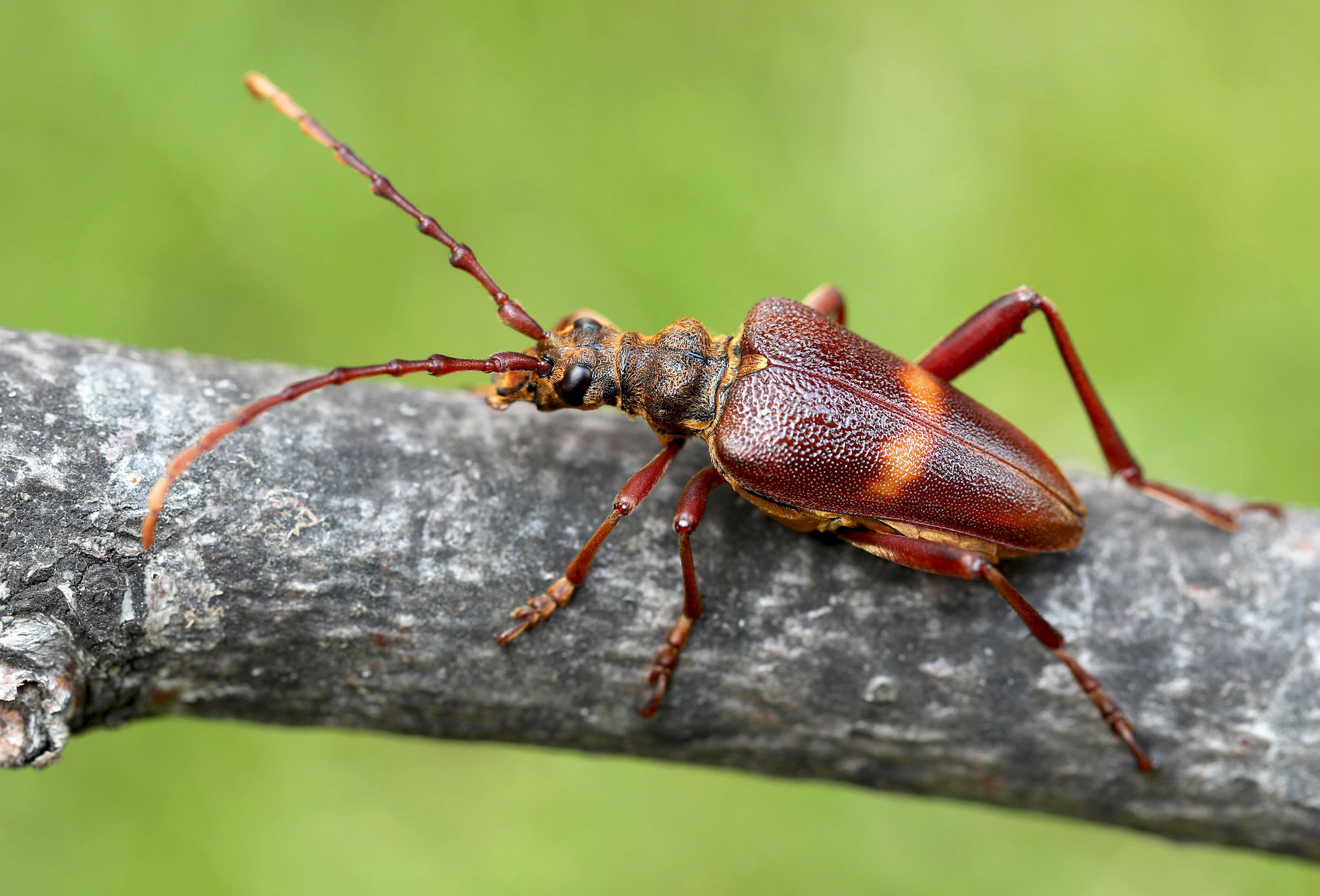 Akimerus schaefferi