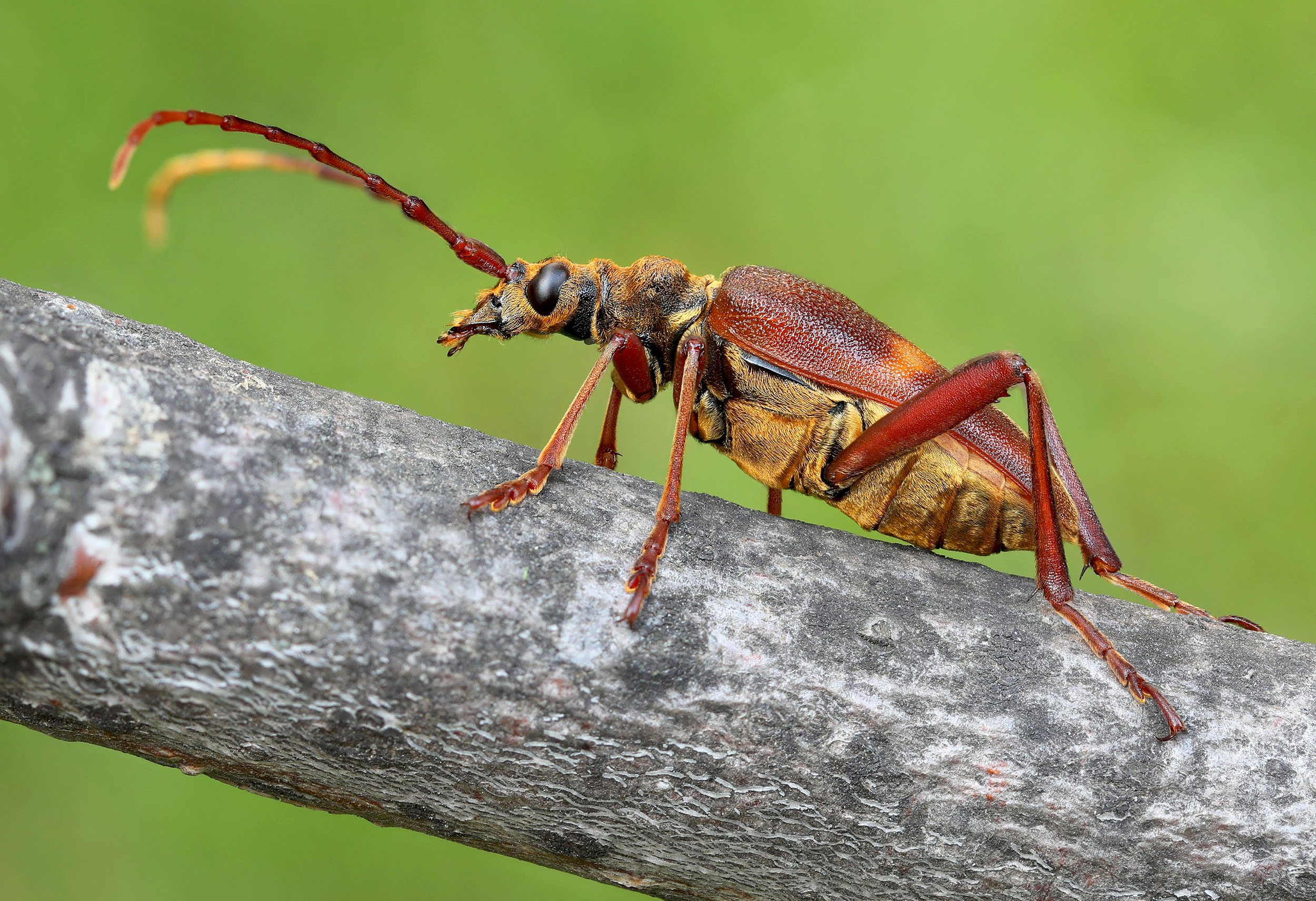 Akimerus schaefferi