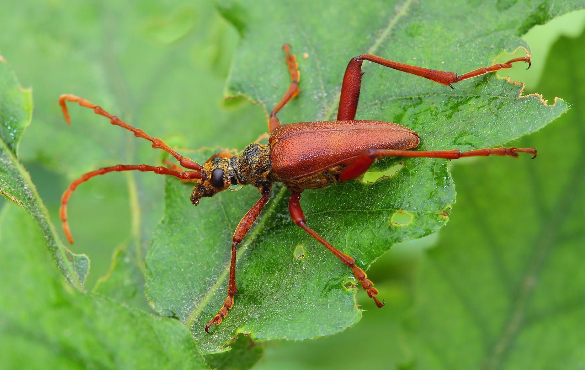 Akimerus schaefferi