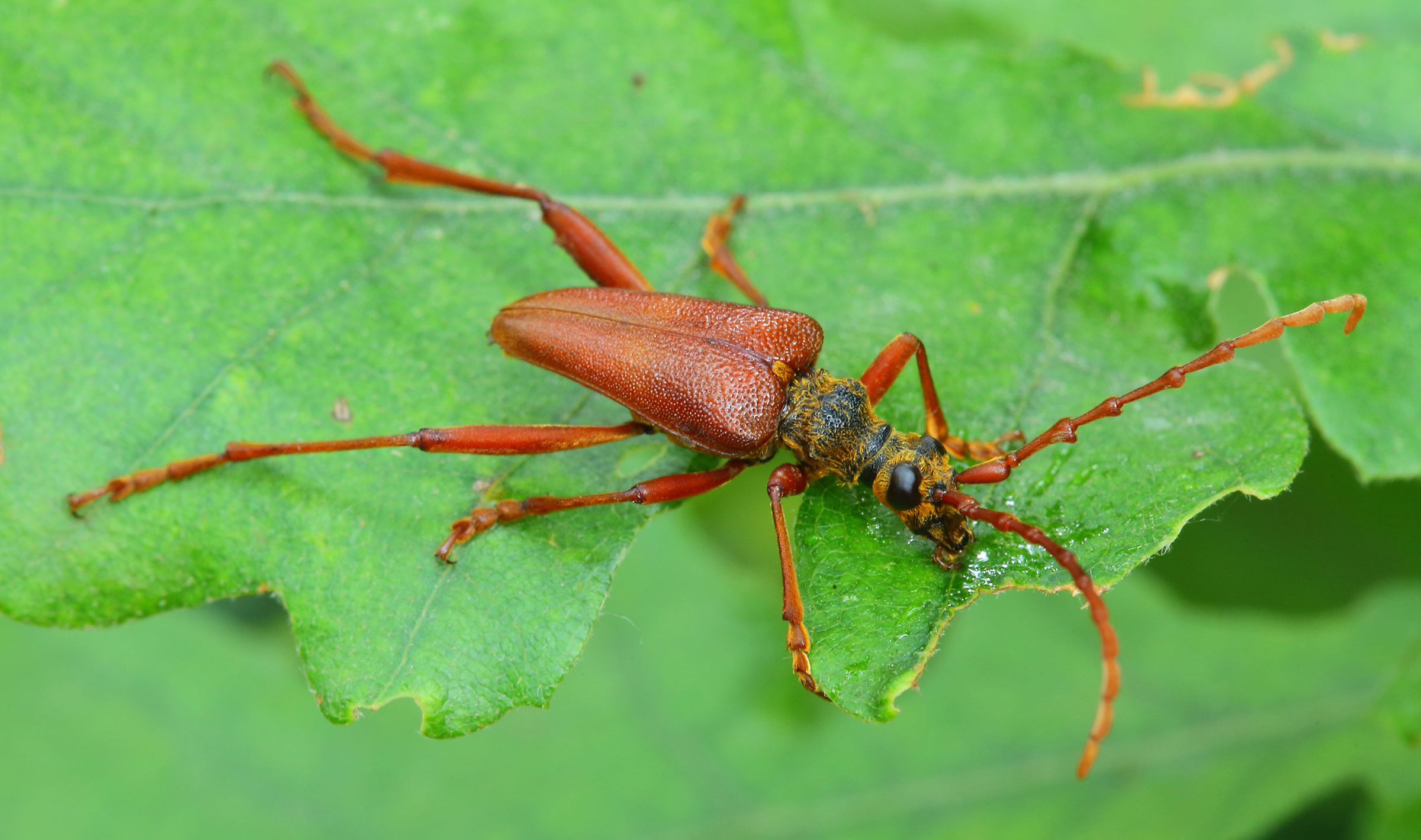 Akimerus schaefferi