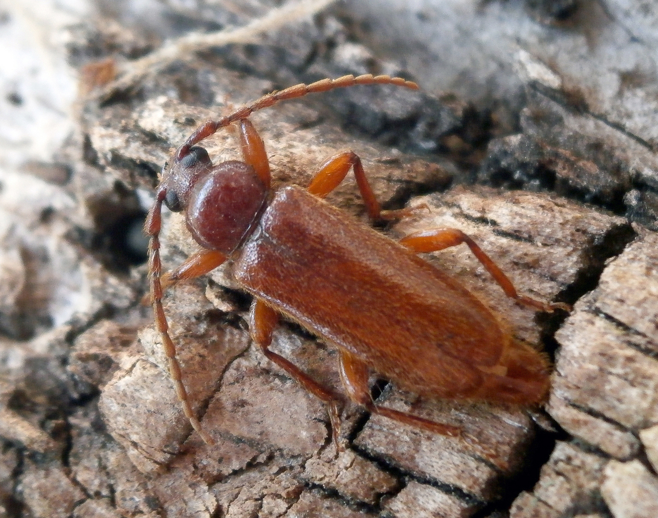 Alocerus moesiacus