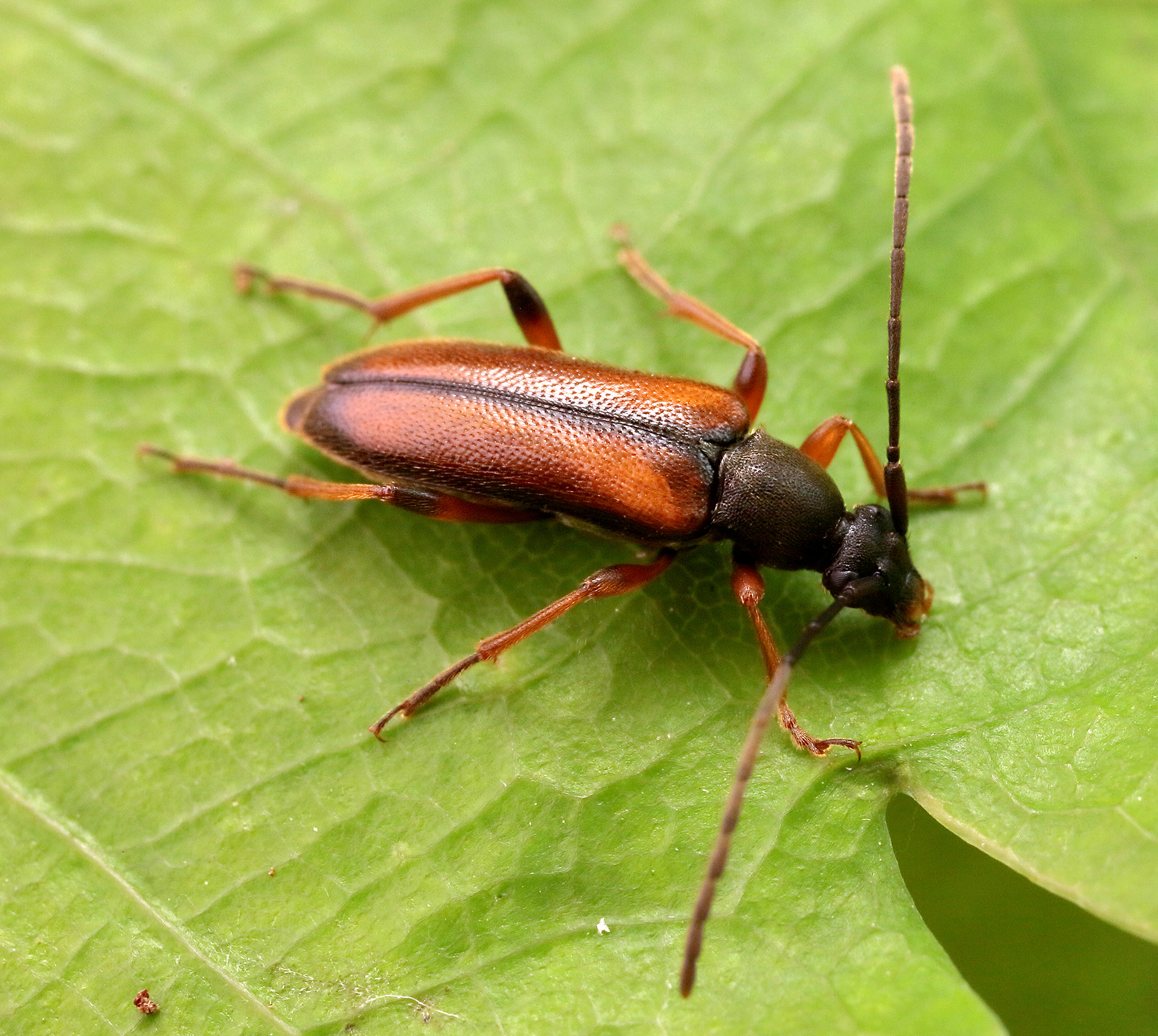 Alosterna tabacicolor tabacicolor