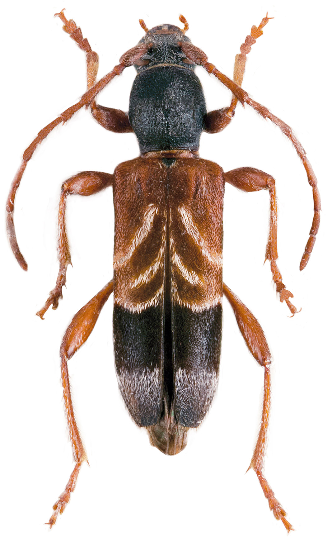 Anaglyptus arabicus