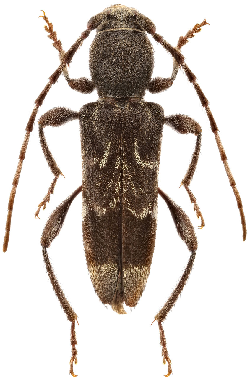 Anaglyptus baeticus