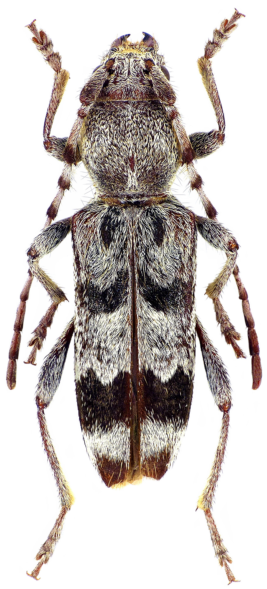 Anaglyptus bicallosus