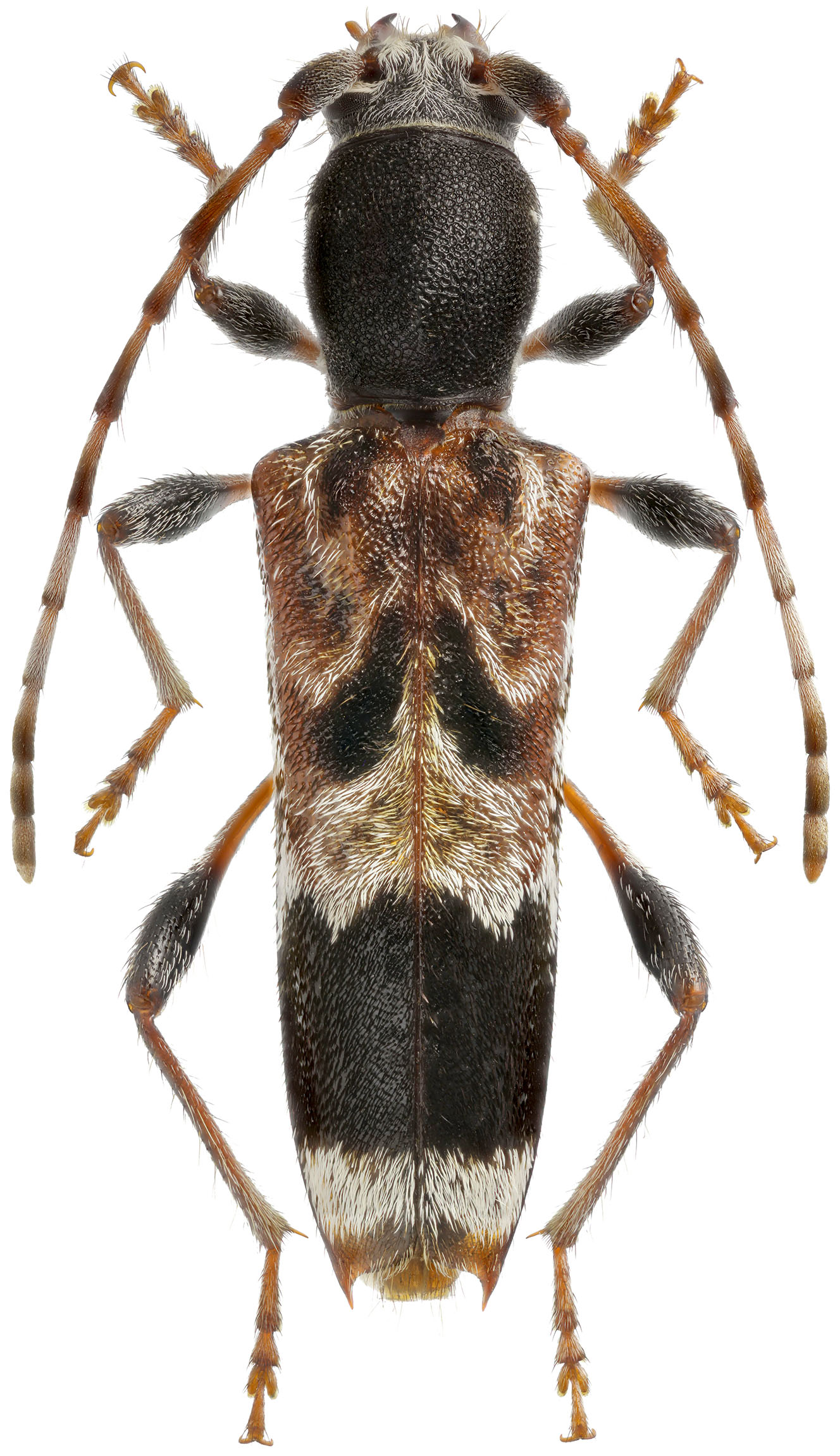 Anaglyptus colobotheoides