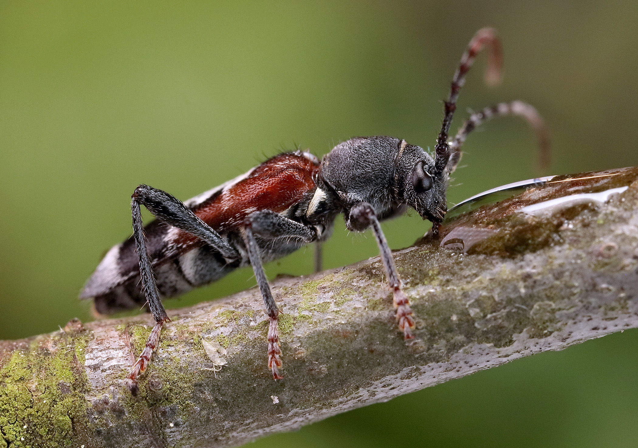 Anaglyptus mysticus