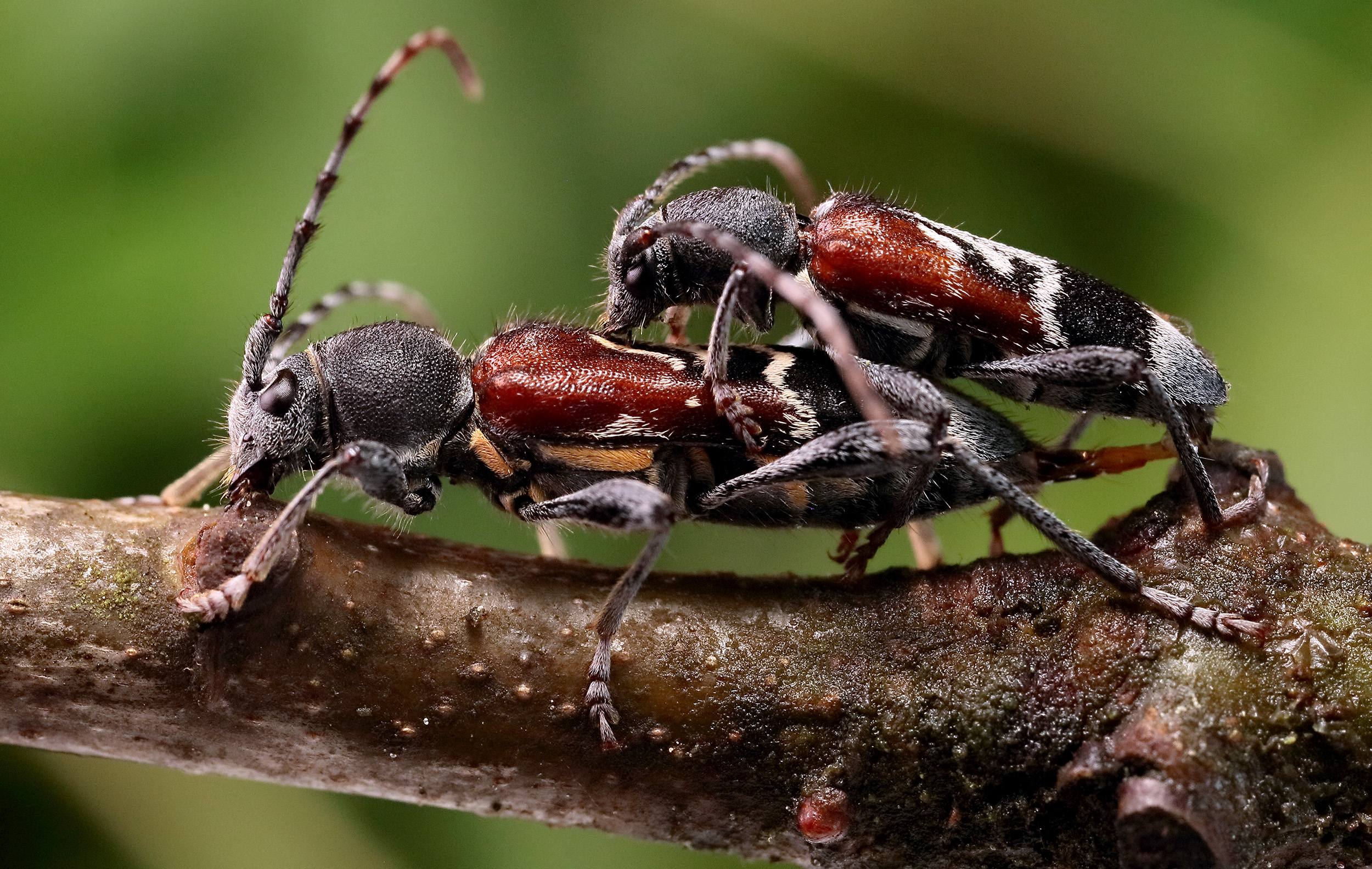 Anaglyptus mysticus