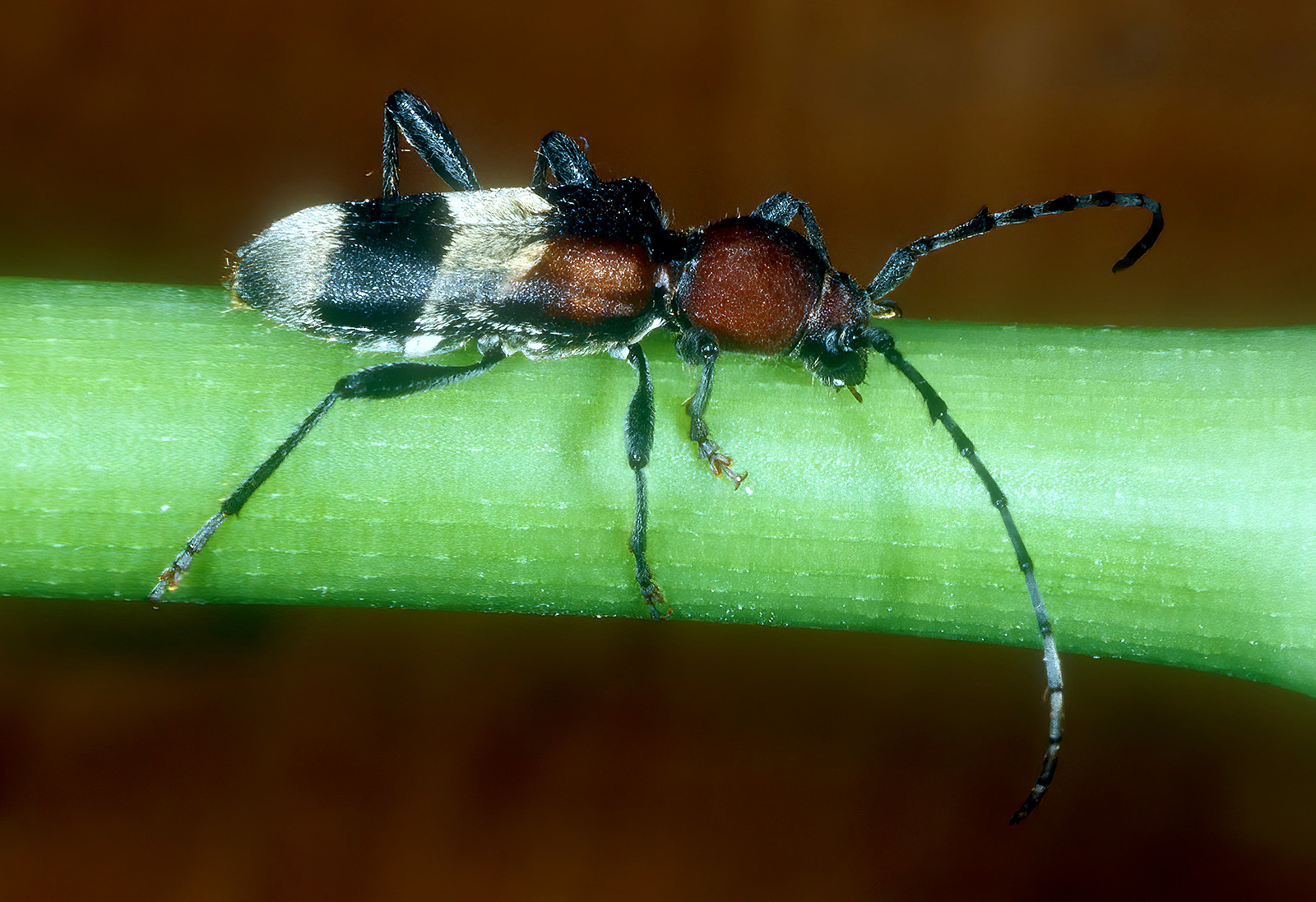 Anaglyptus praecellens