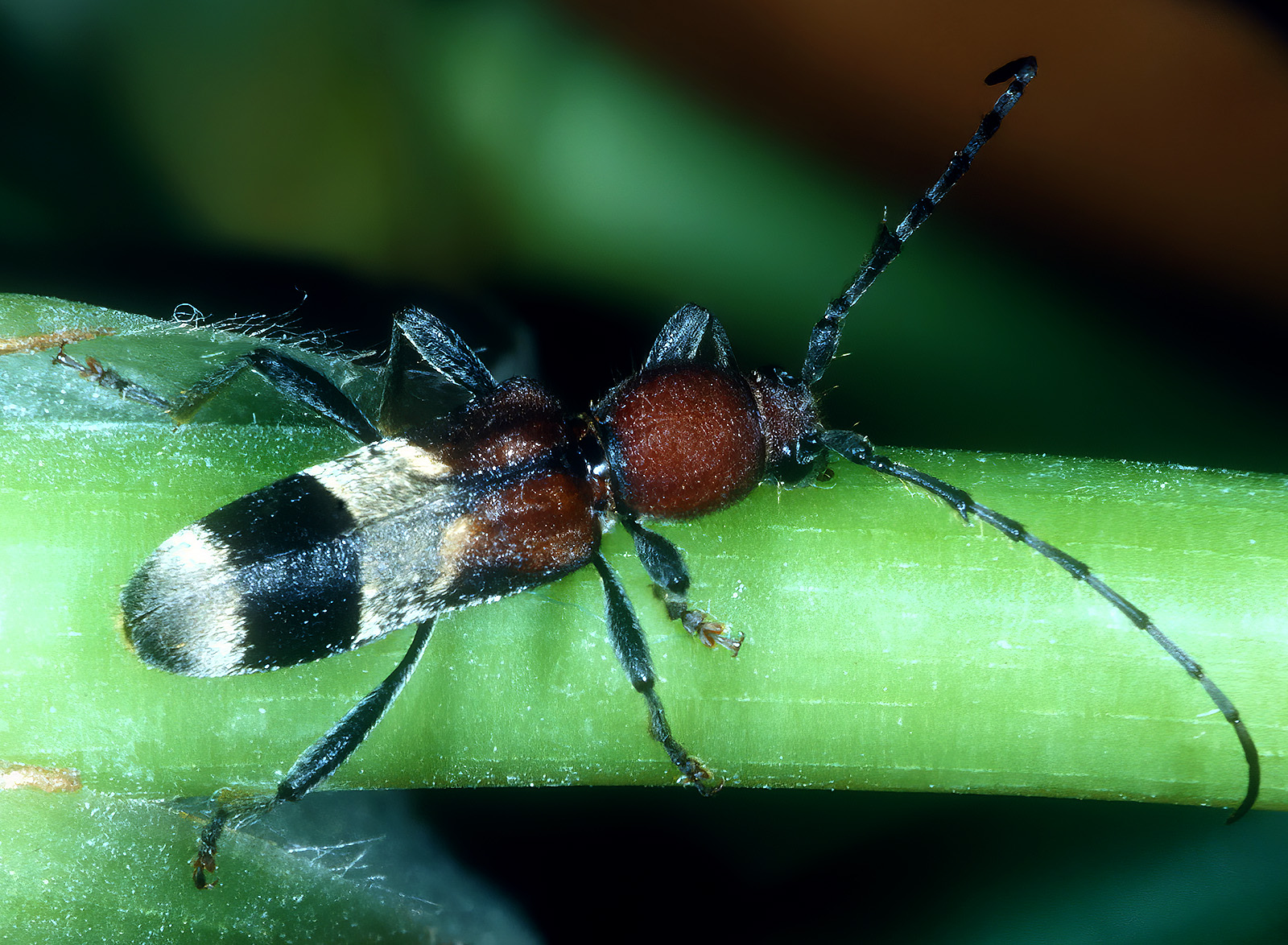 Anaglyptus praecellens