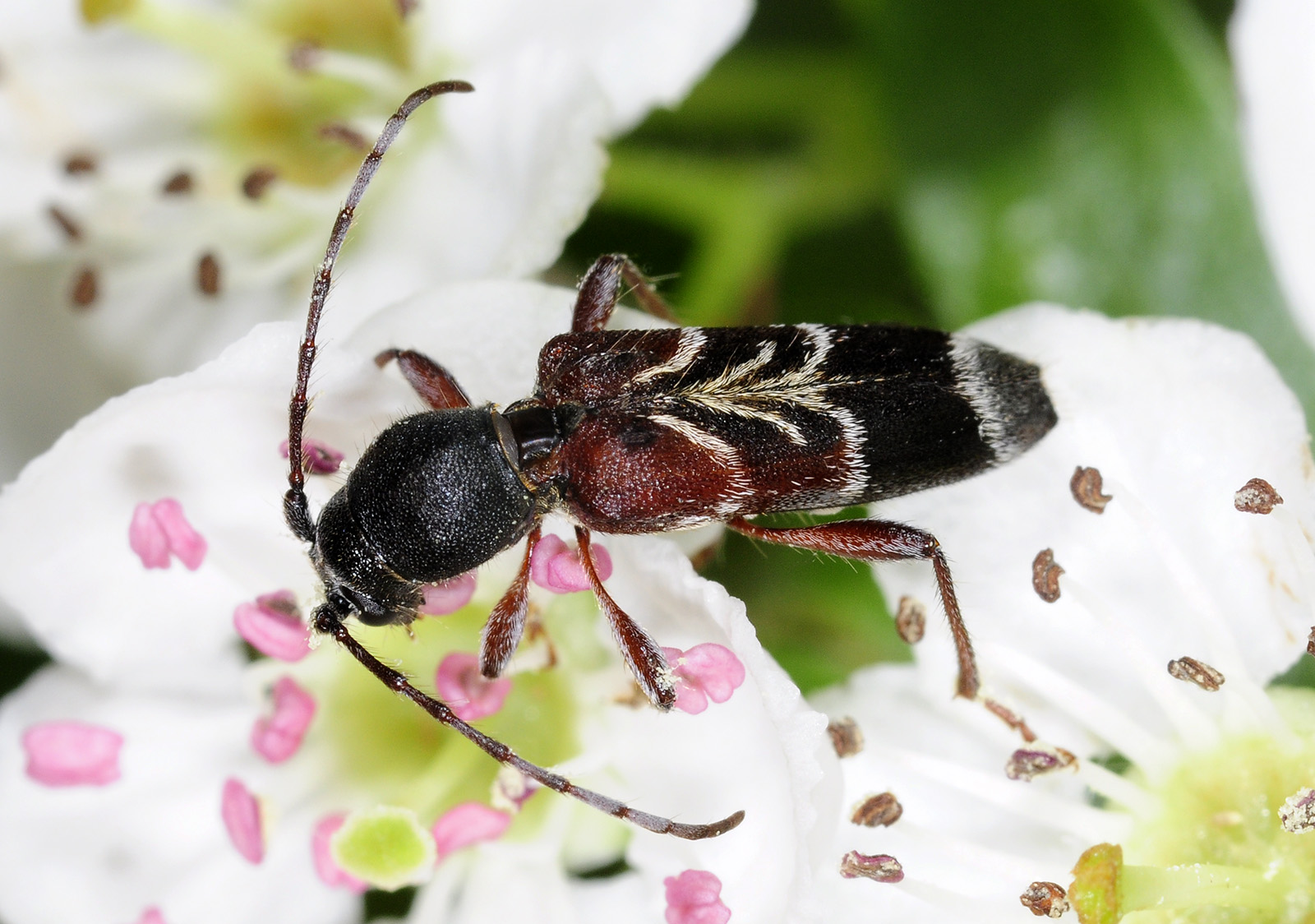 Anaglyptus simplicicornis