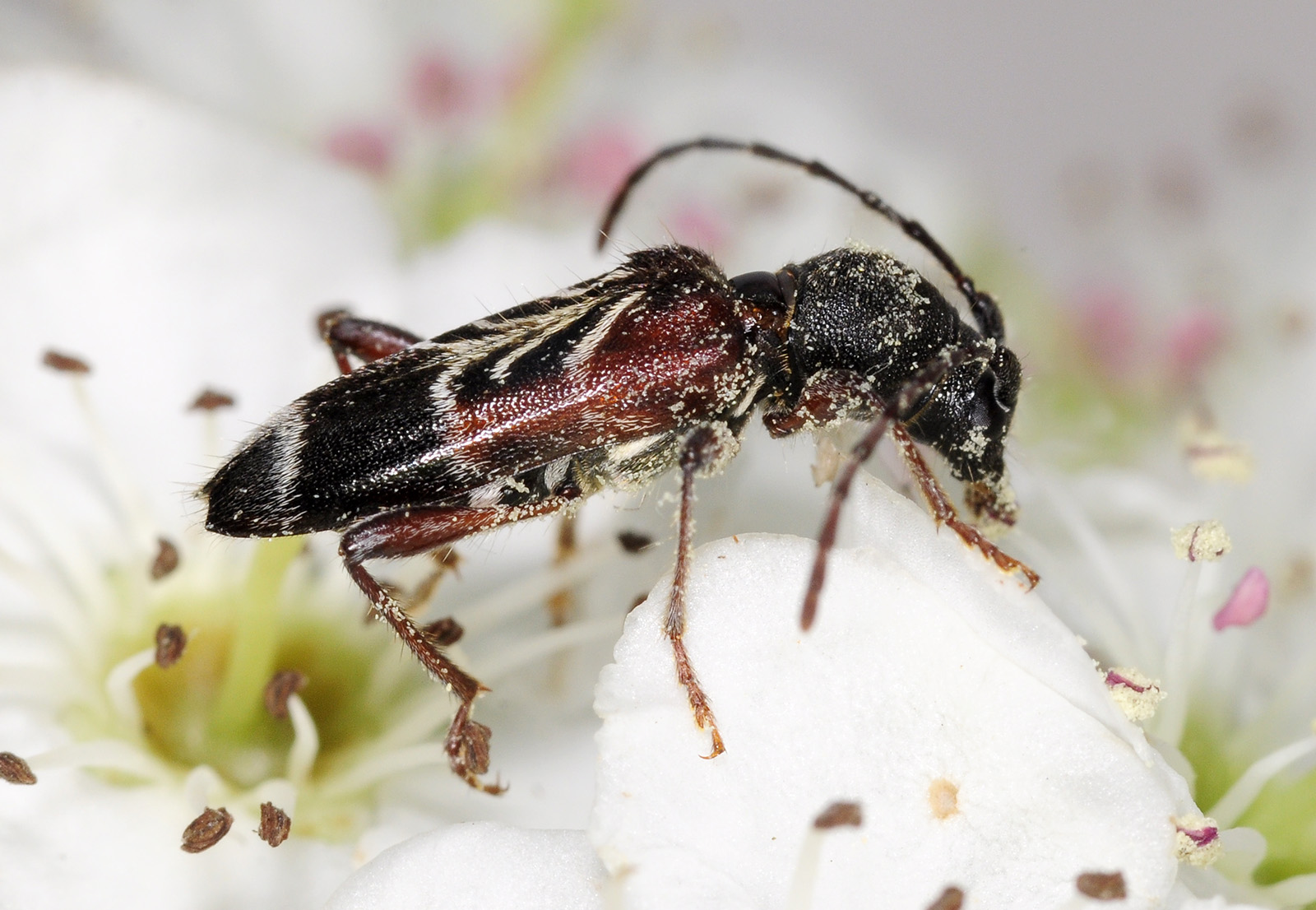 Anaglyptus simplicicornis