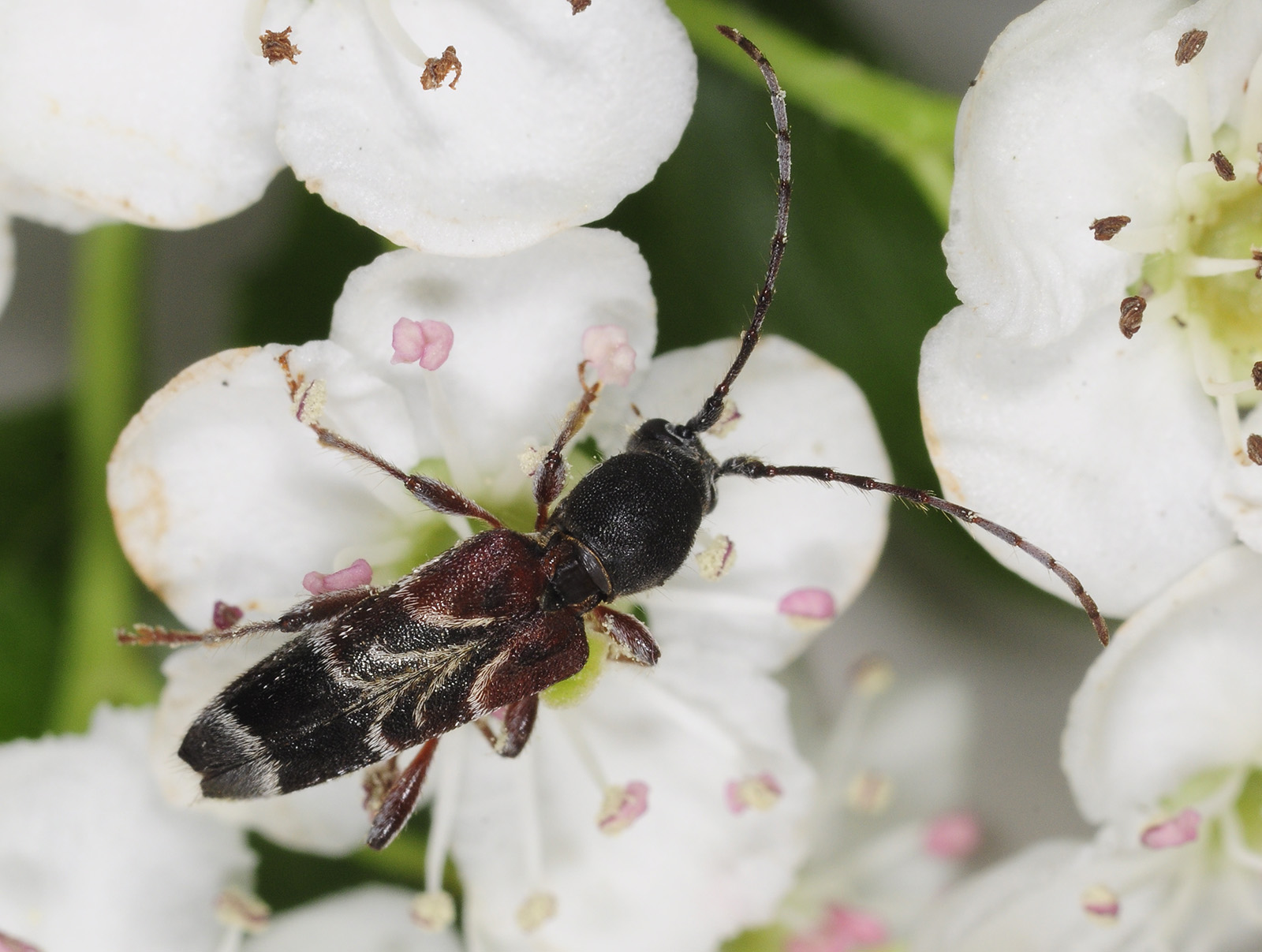 Anaglyptus simplicicornis